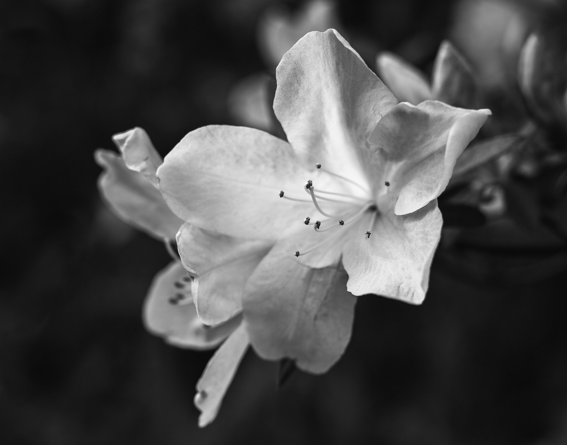 Azaleas in Black and White