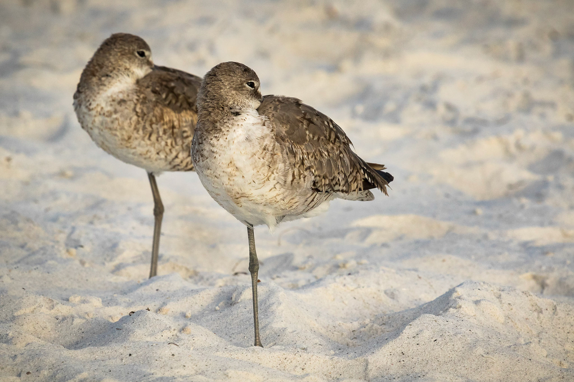 Willets Preening