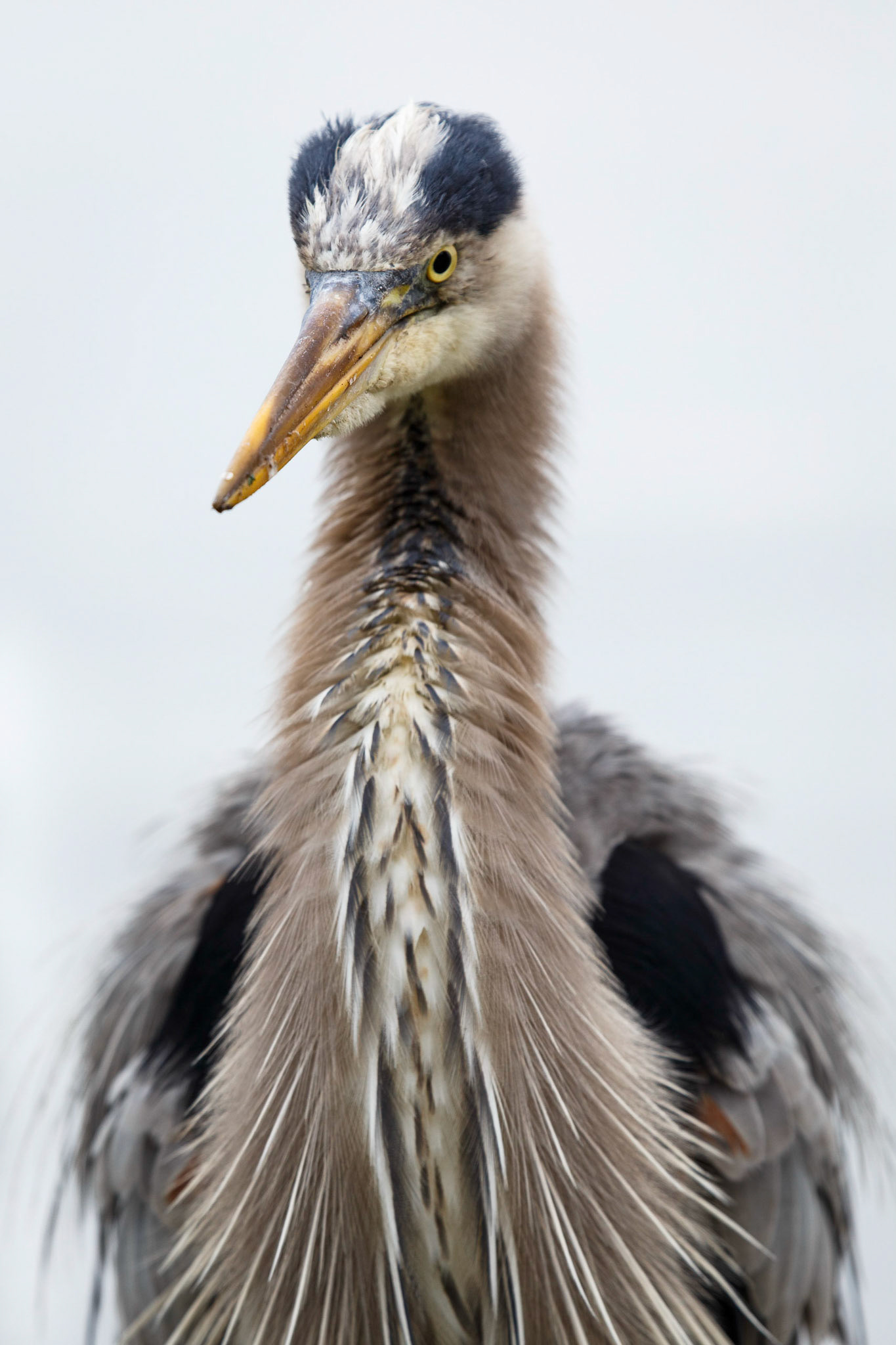 Great Blue Heron Portrait