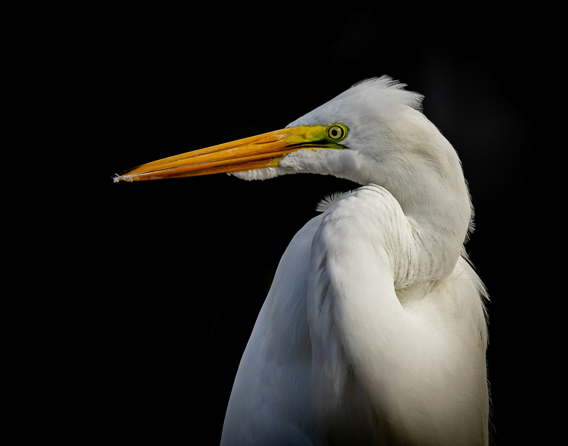 Great Egret Profile