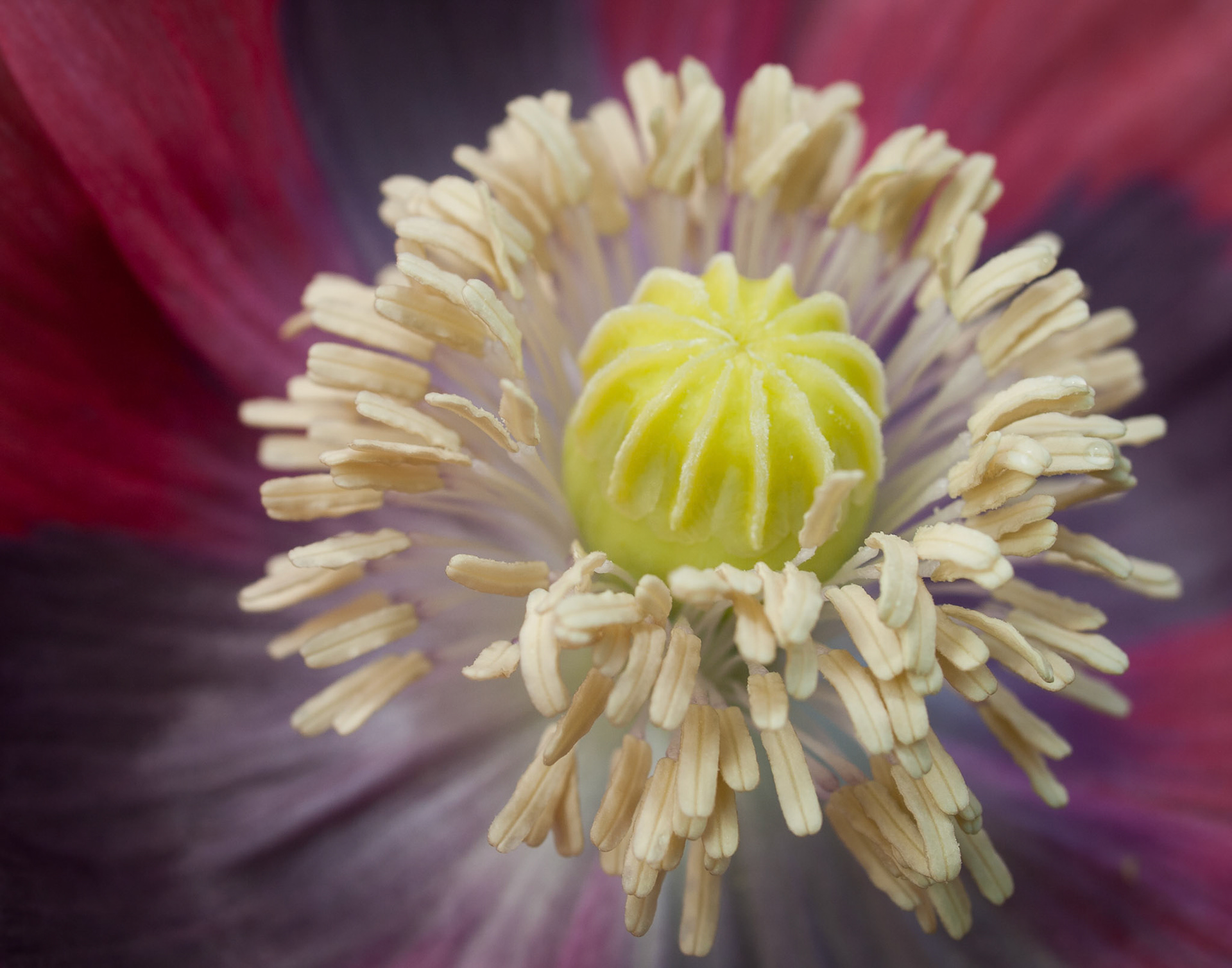 Inner Poppy
