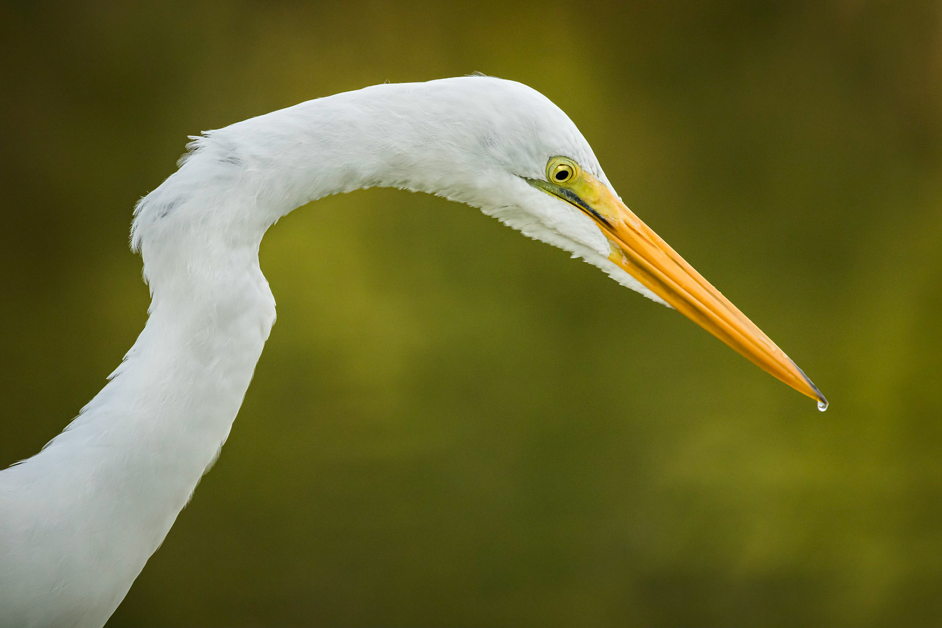 Contemplation - Great Egret