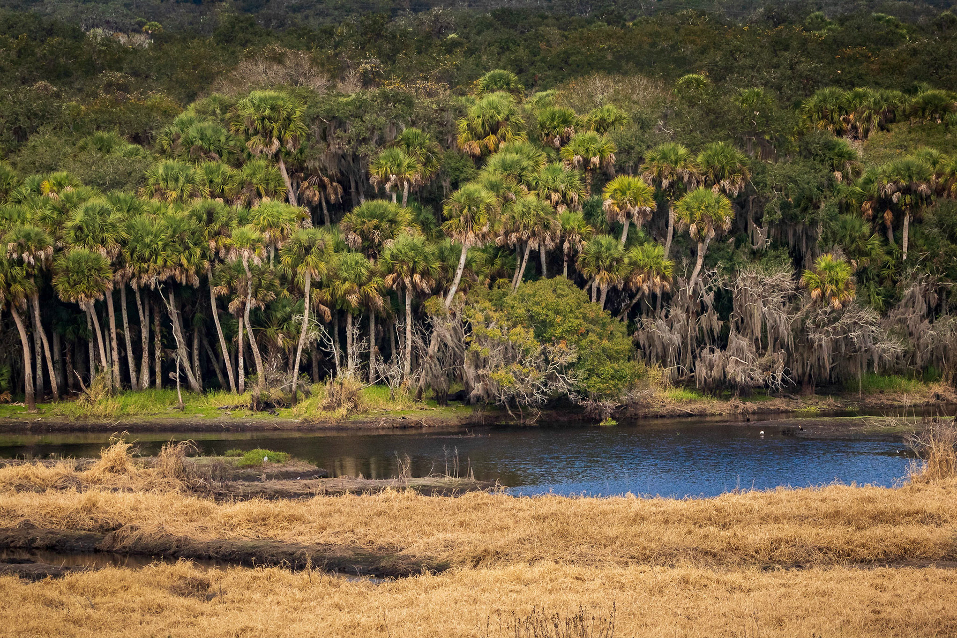 Scene at Myakka River State Park