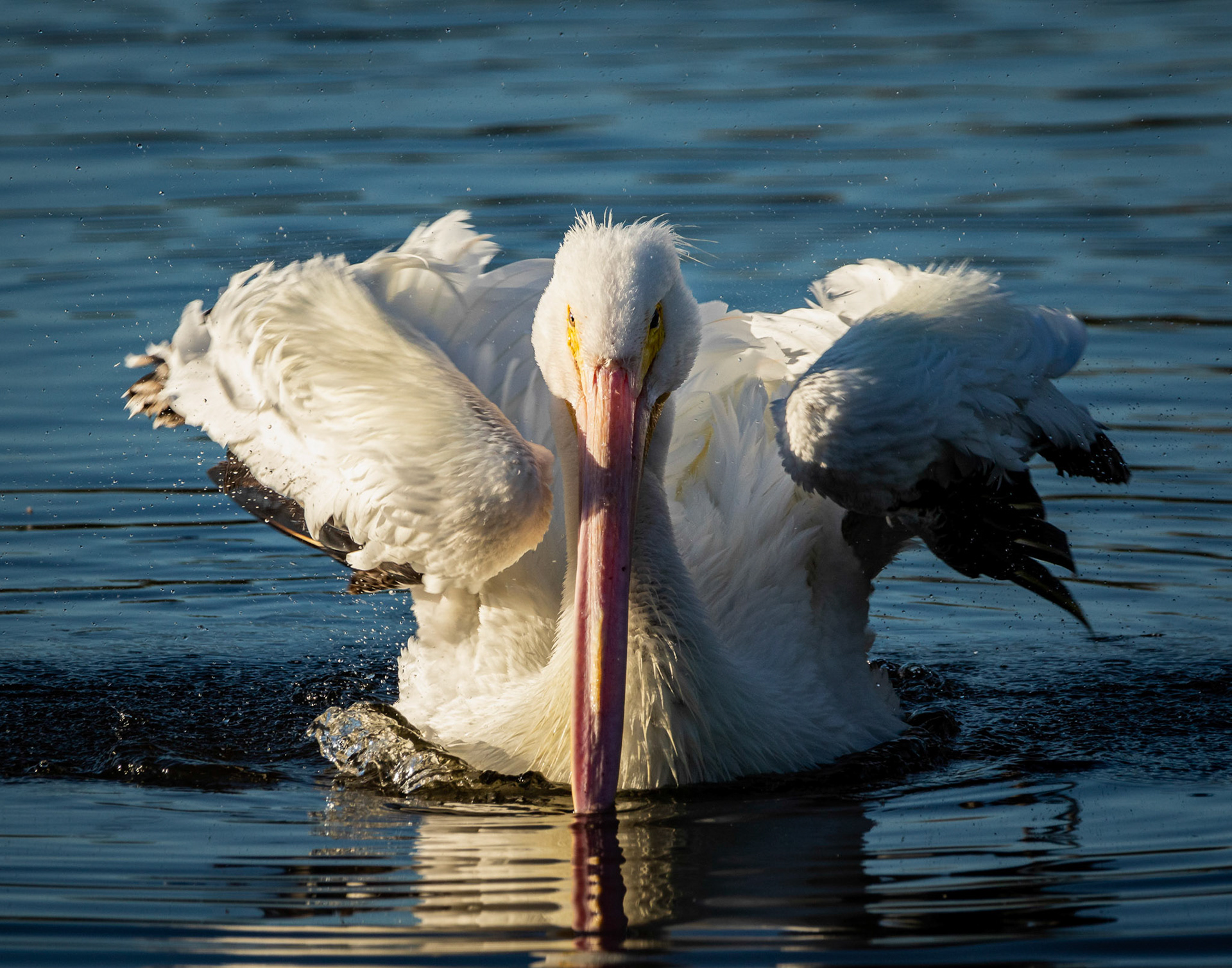 Lookin' Mean - American White Pelican