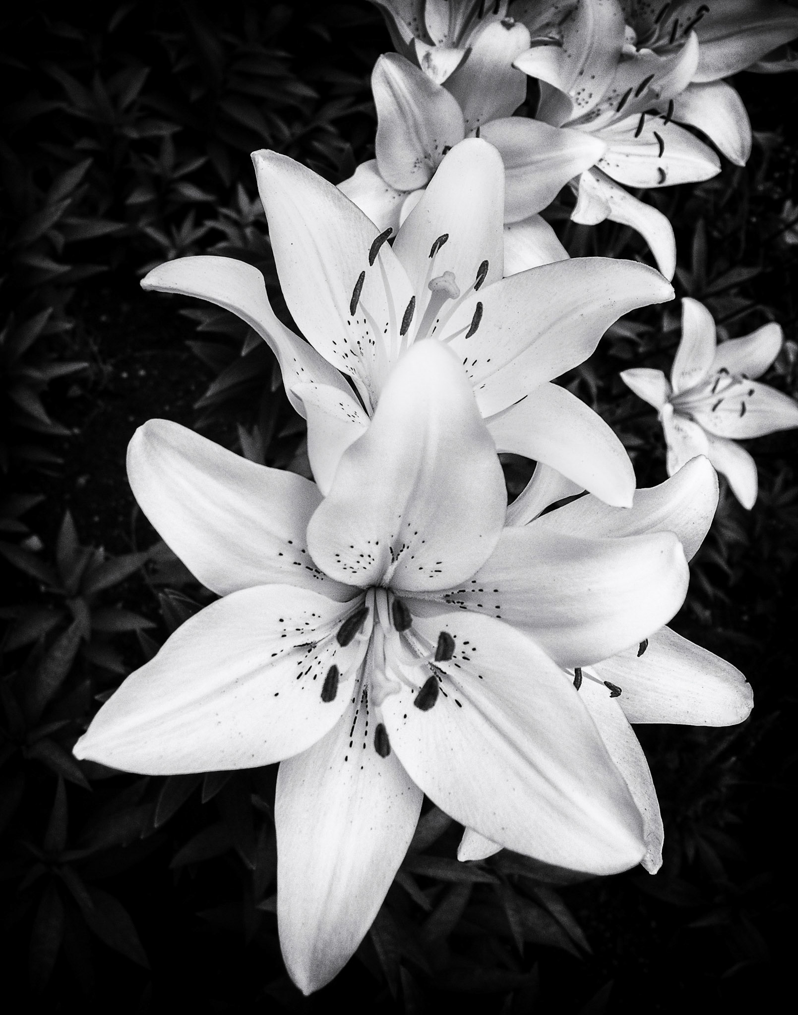 Lilies in Black and White