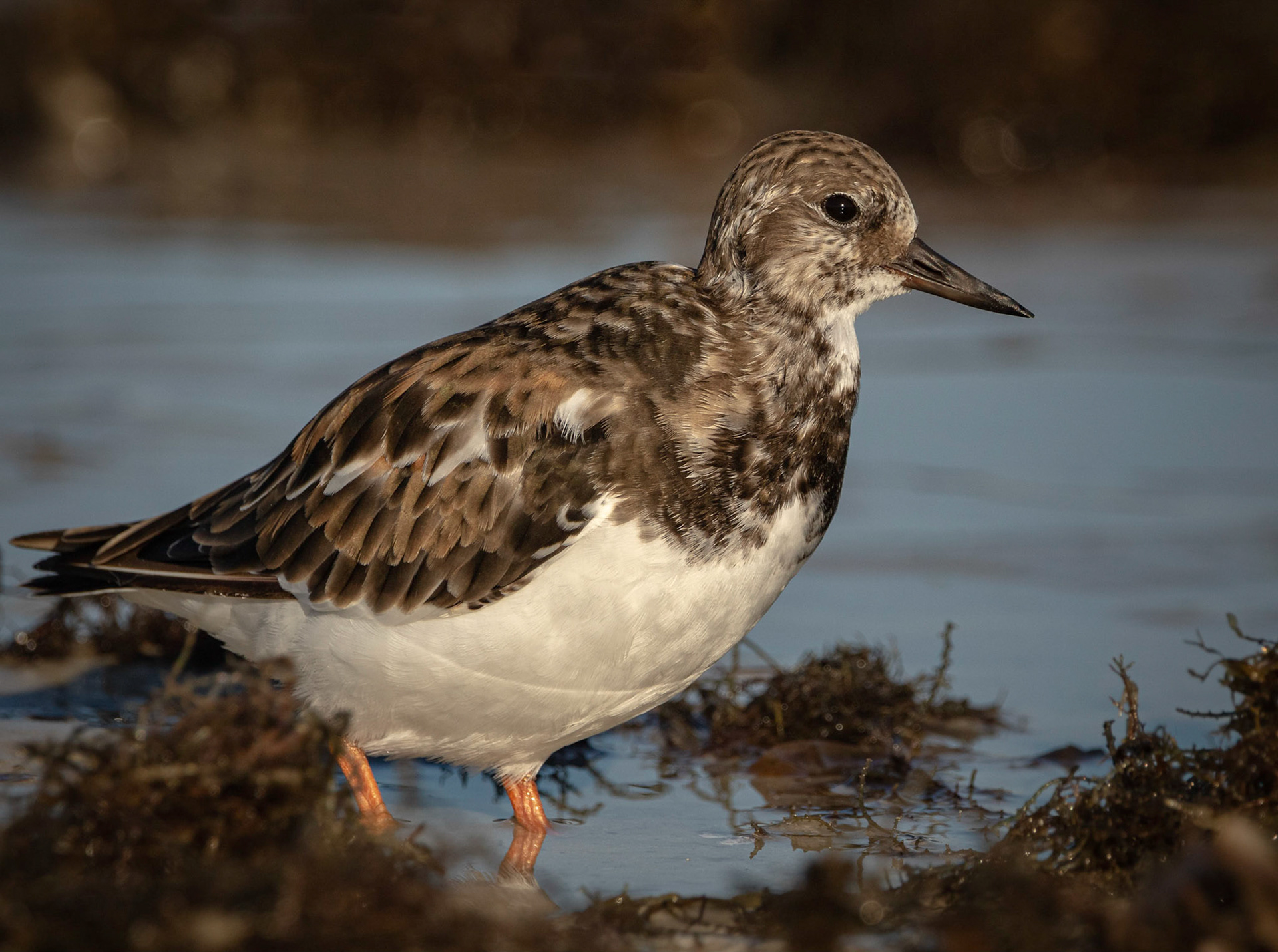 Ruddy Turnstone