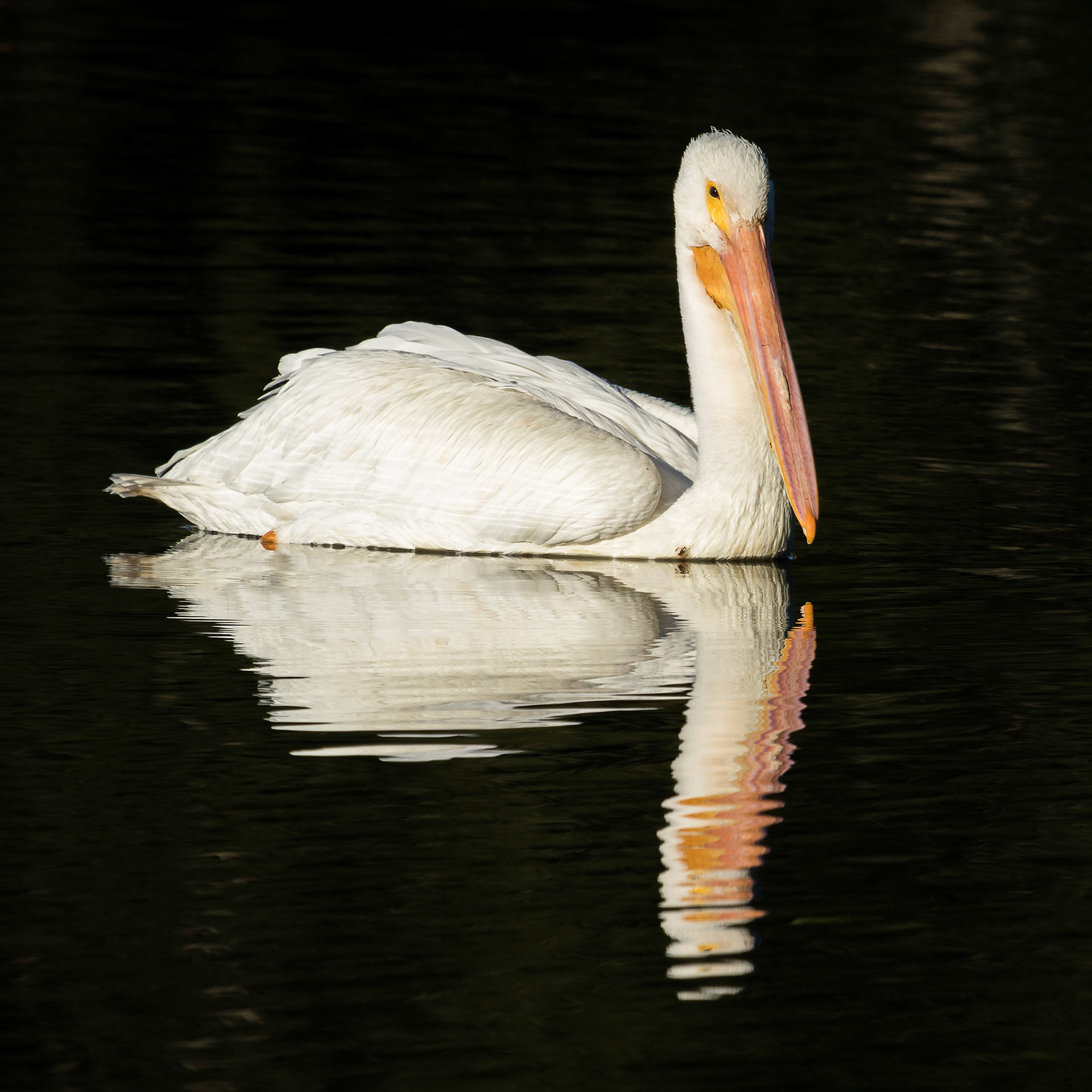 American White Pelican Reflecting #3