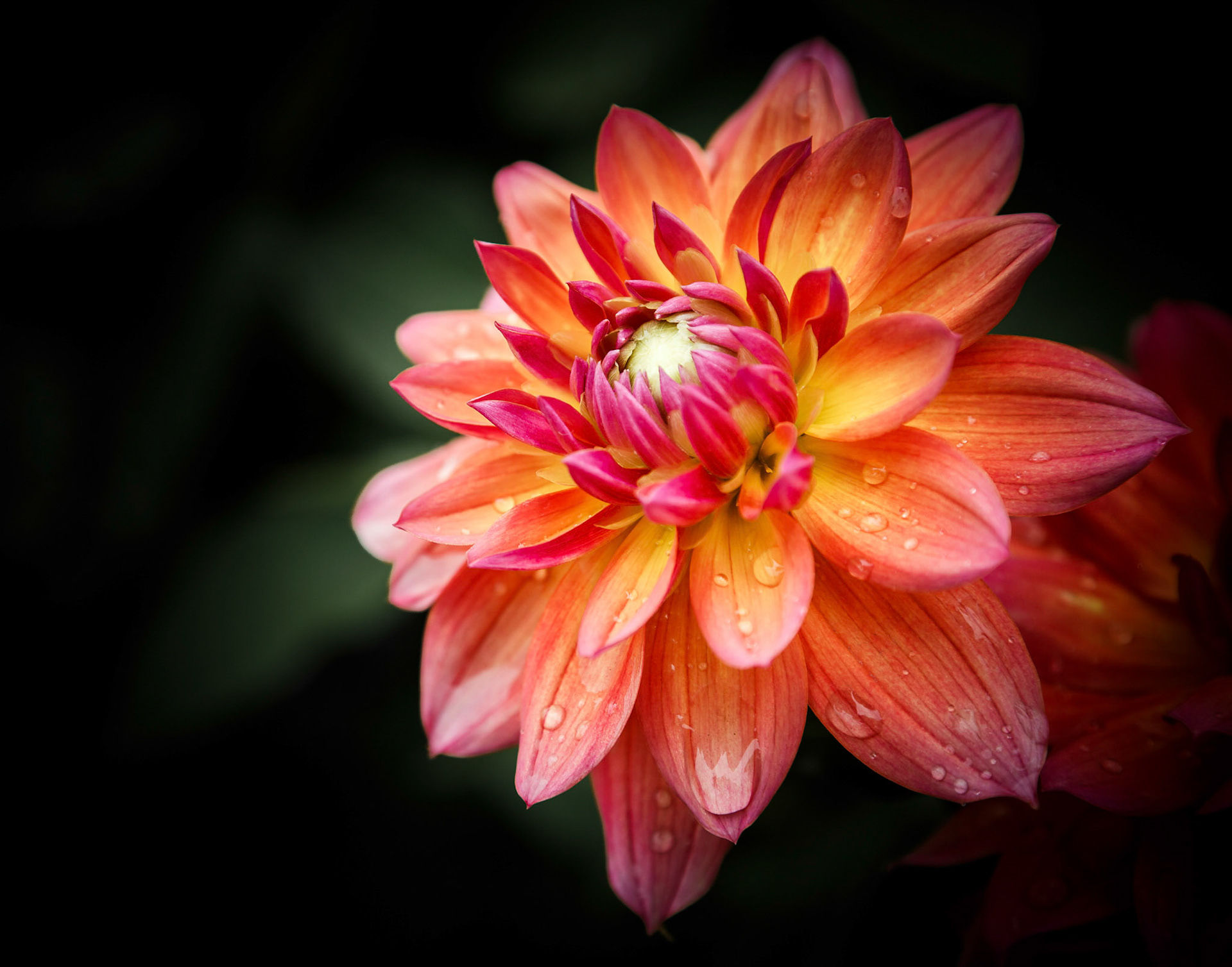 Dahlia