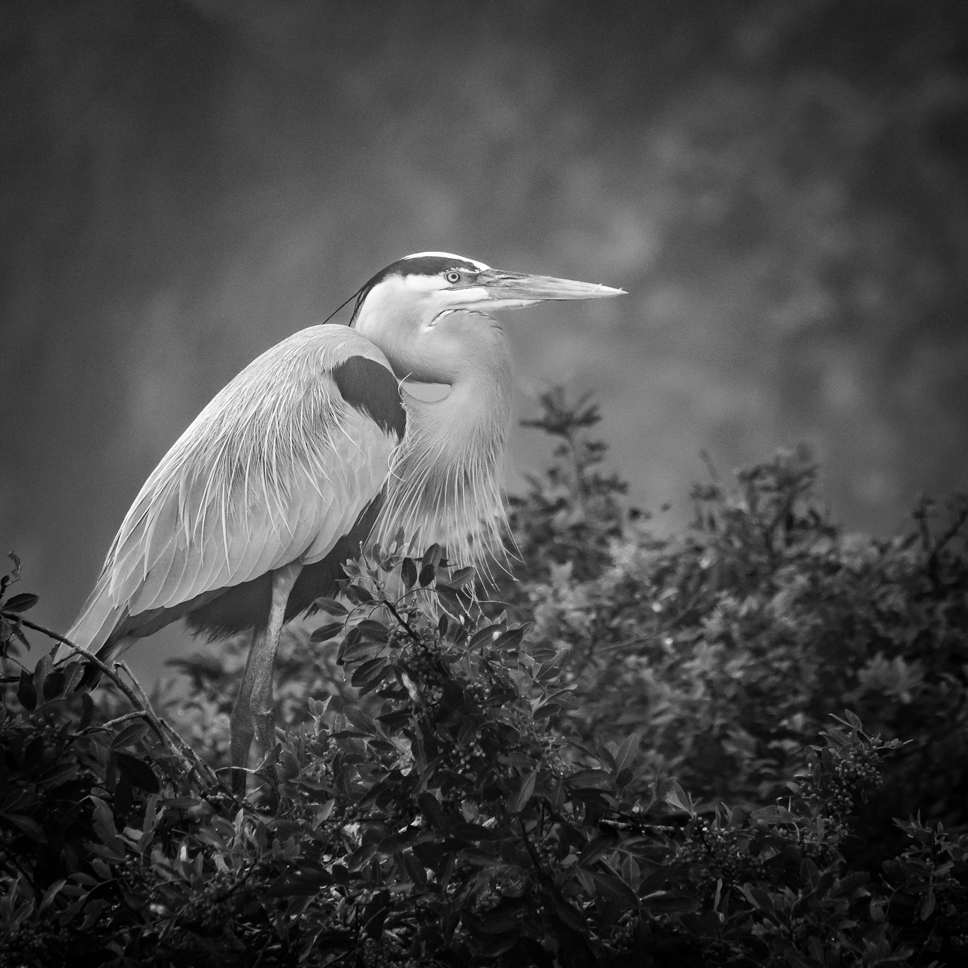 Great Blue Heron on a Foggy Morning
