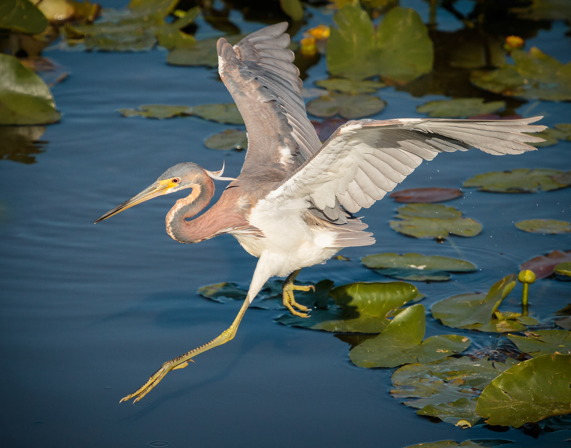 Dancing - Tricolored Heron