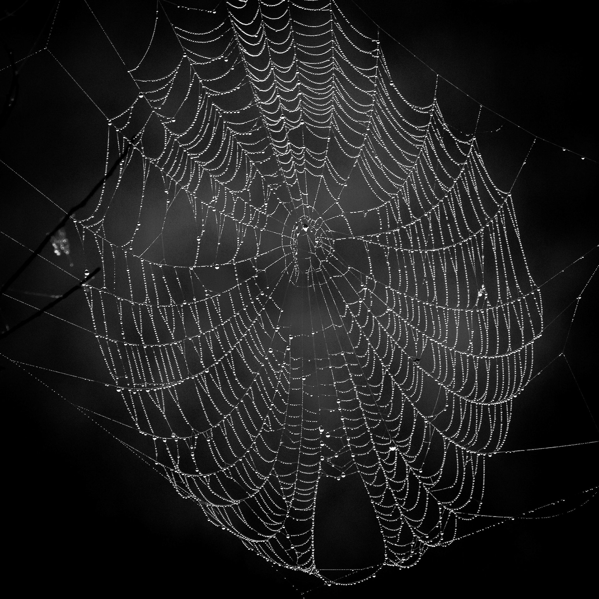 The Web