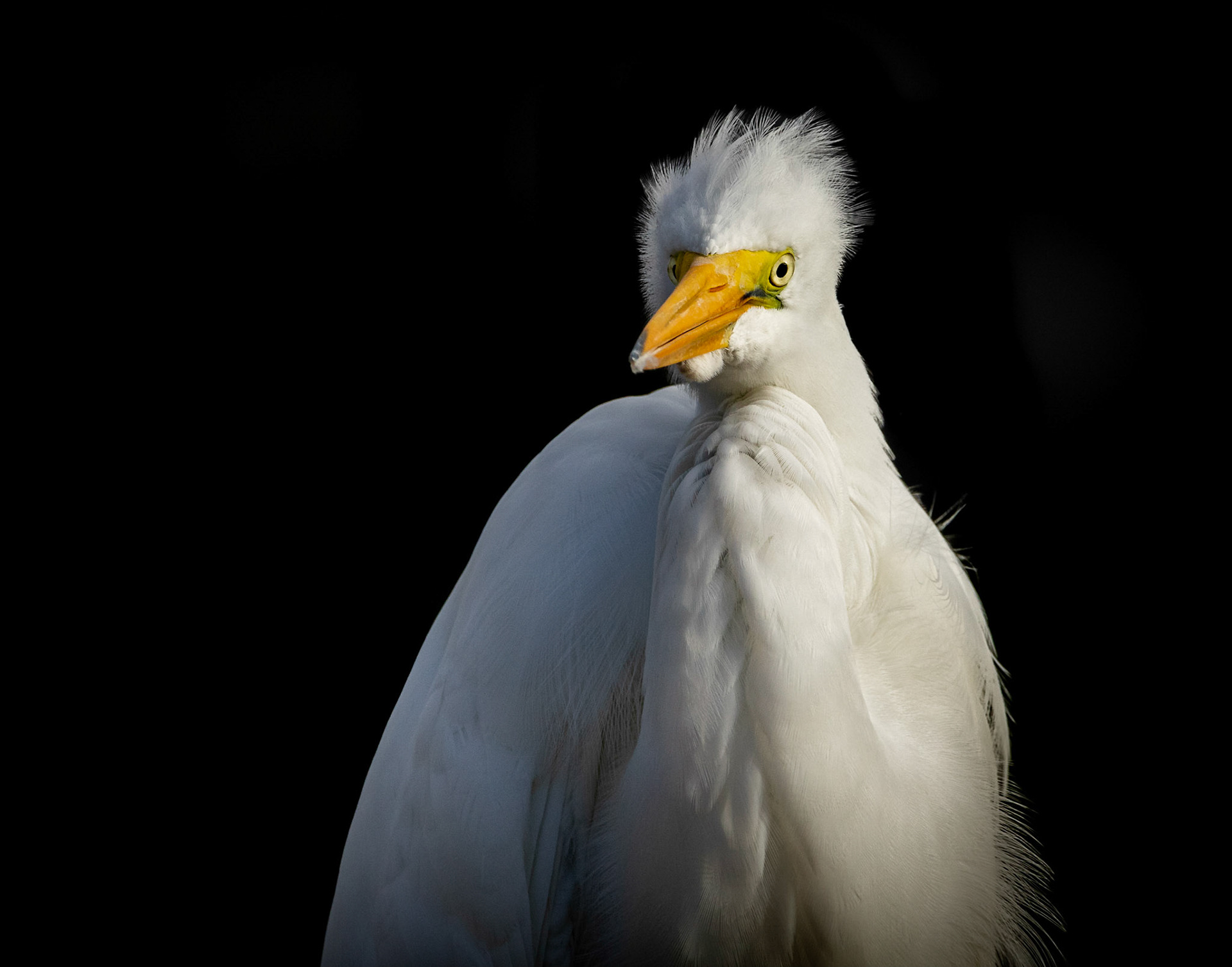 Wild-eyed - Great Egret