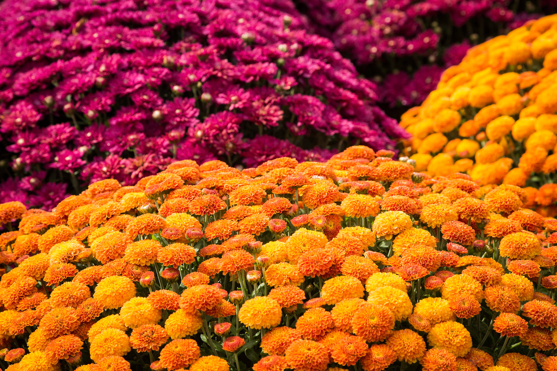 Flowerscape - Mums