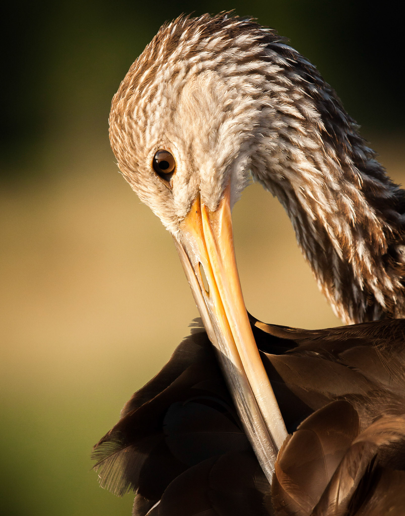 Limpkin Preening