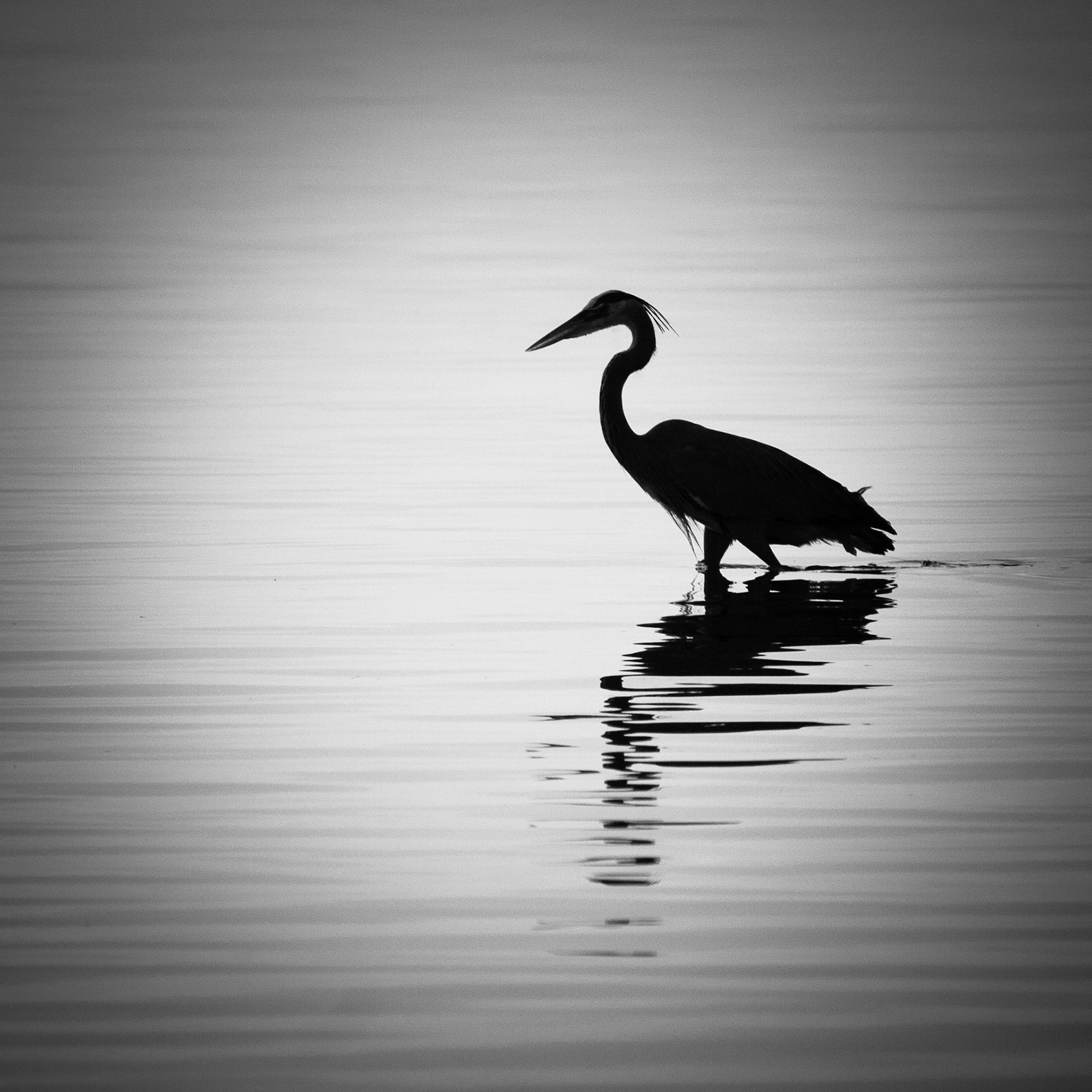 In the Still of the Morning - Great Blue Heron