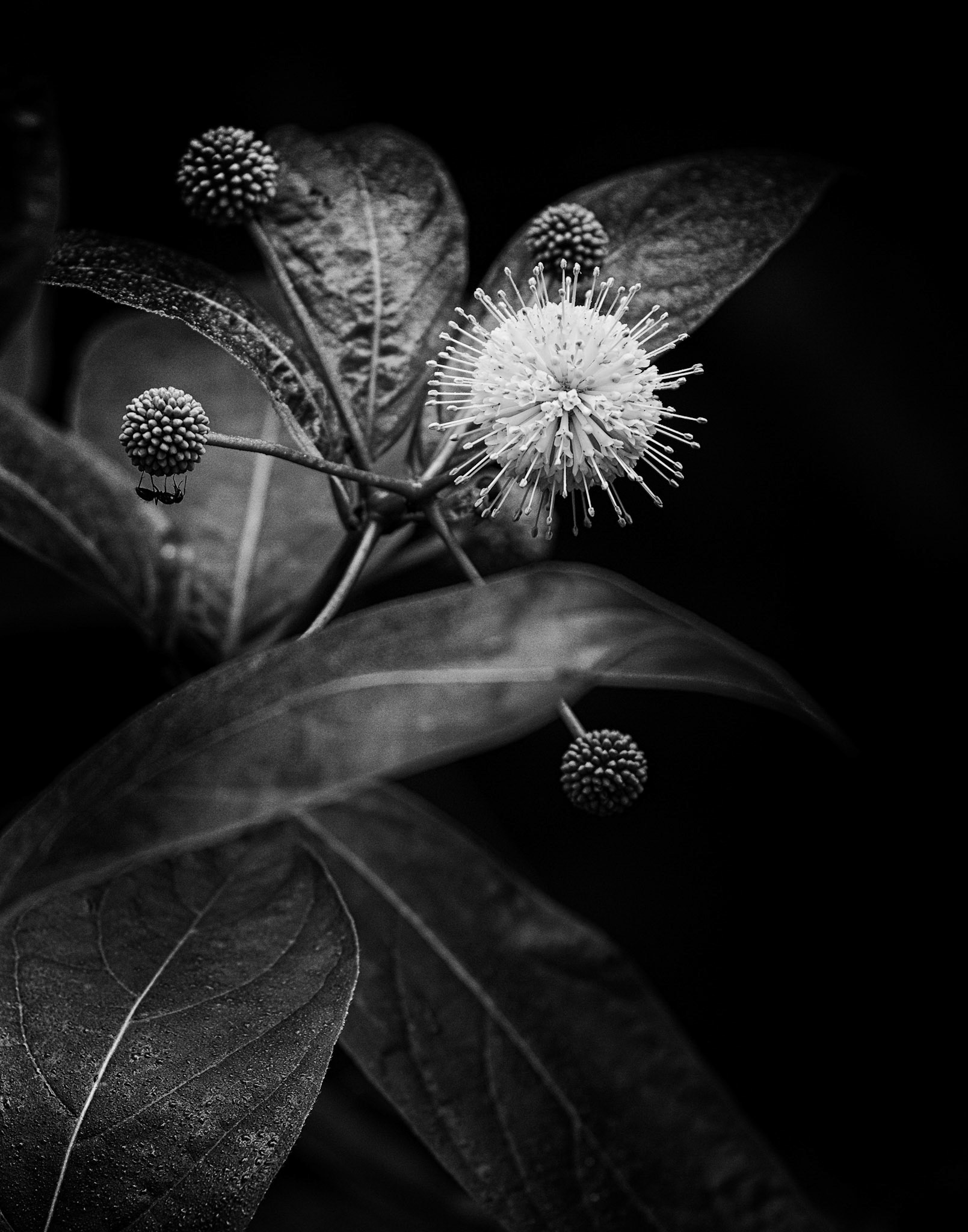 Buttonbrush in Black and White