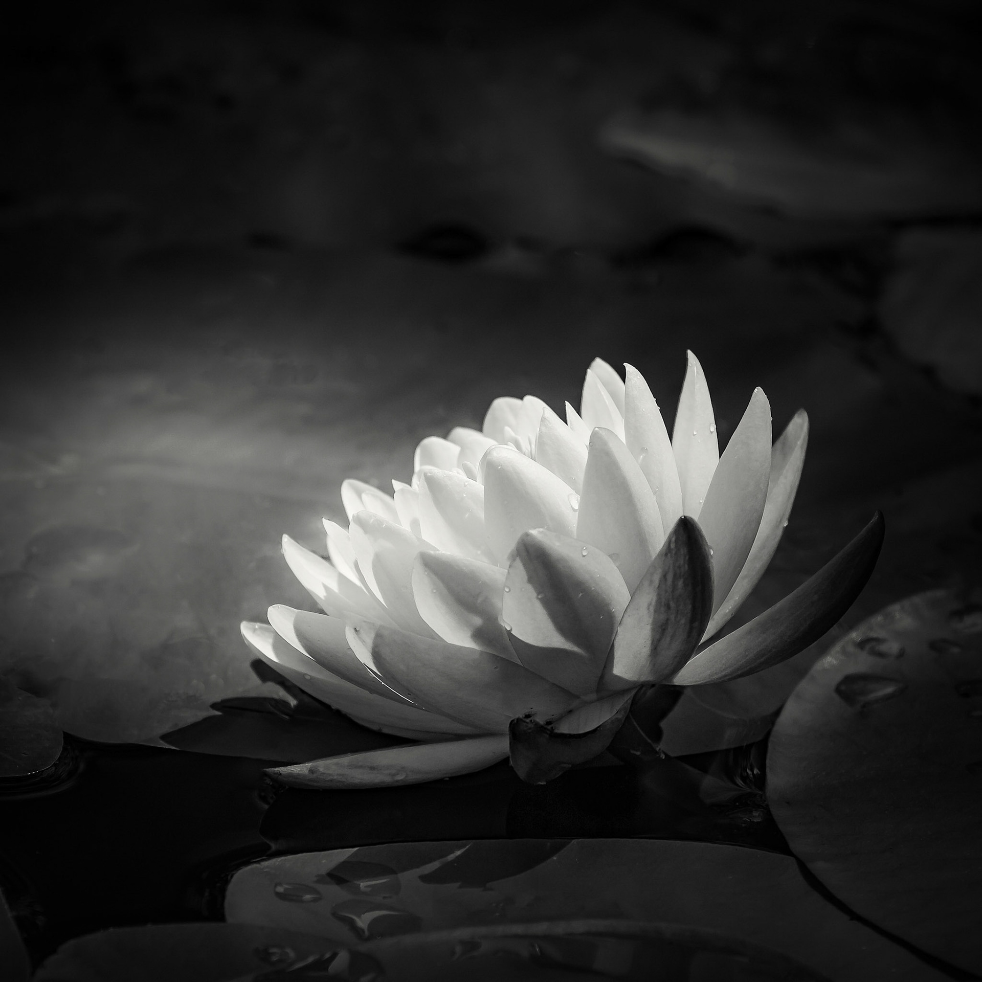 Glowing Water Lily in Black and White