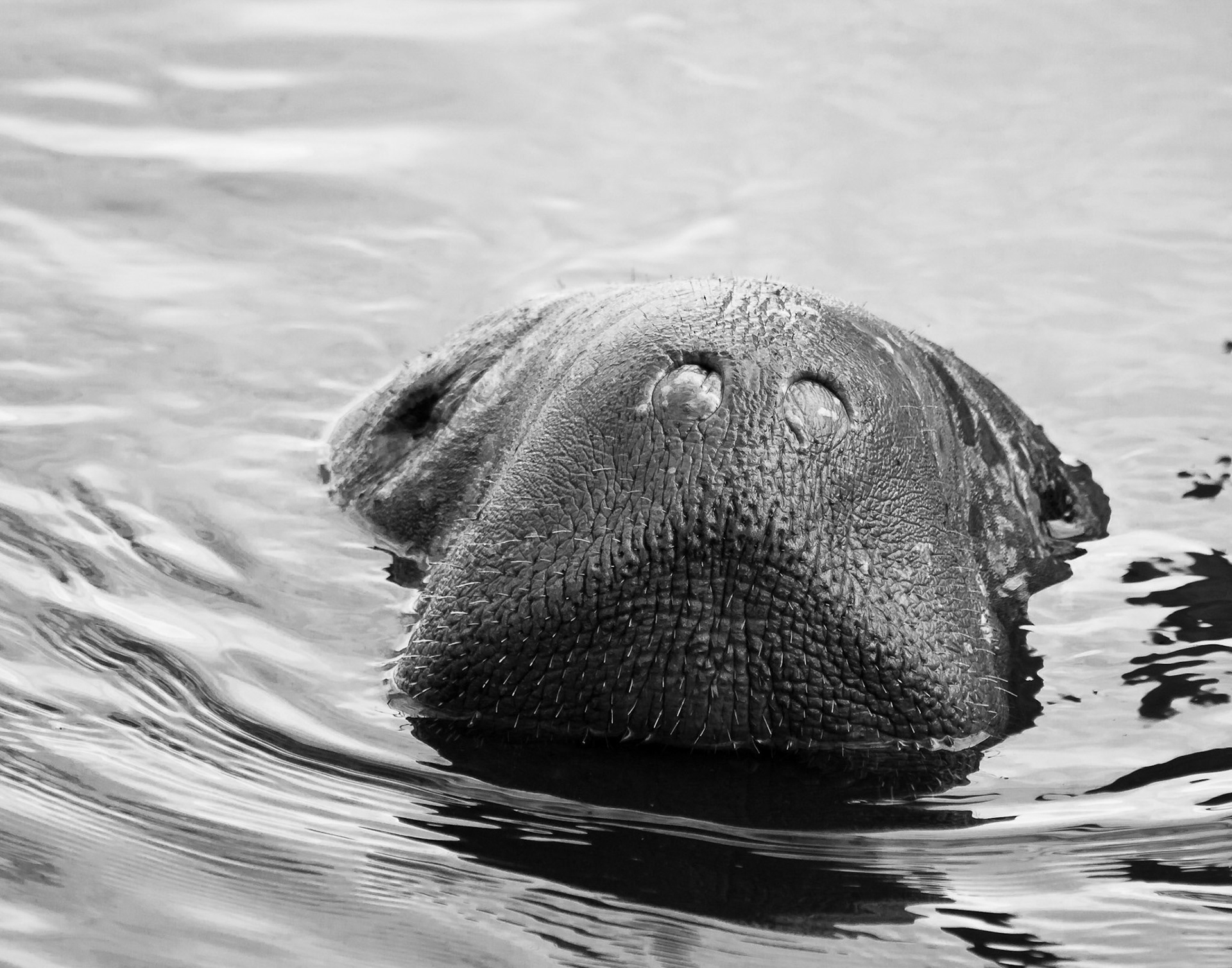 Manatee Up!