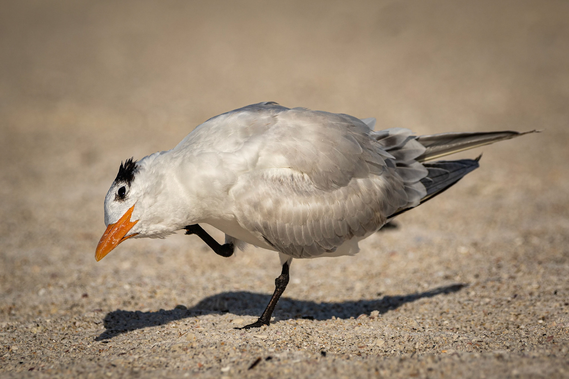 Scratchin' an Itch - Royal Tern