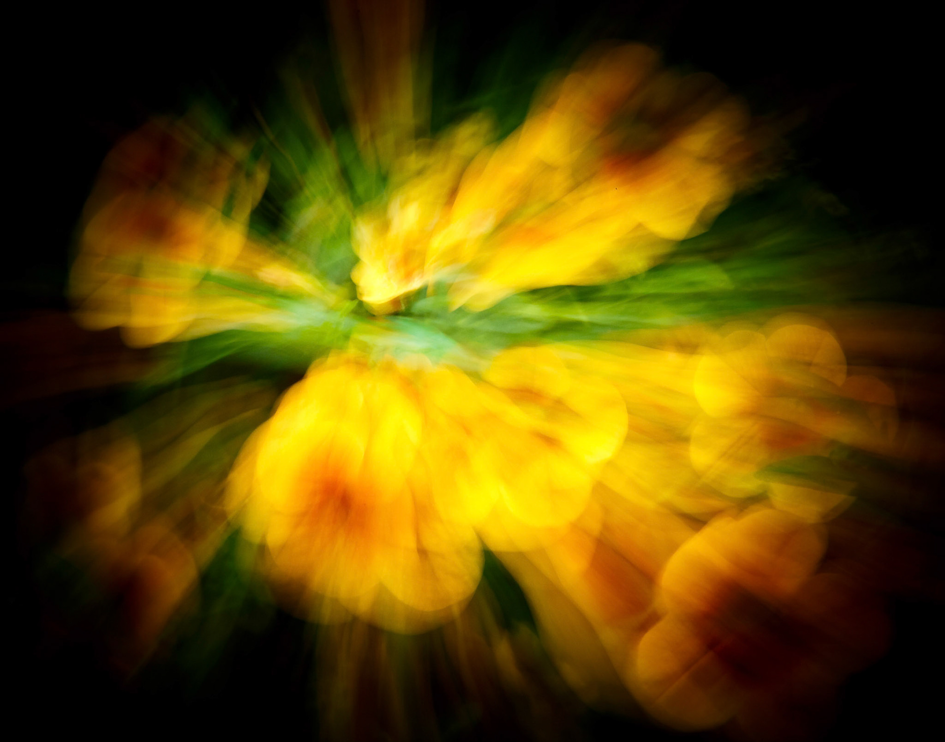 Petal Explosion - Flower Abstract