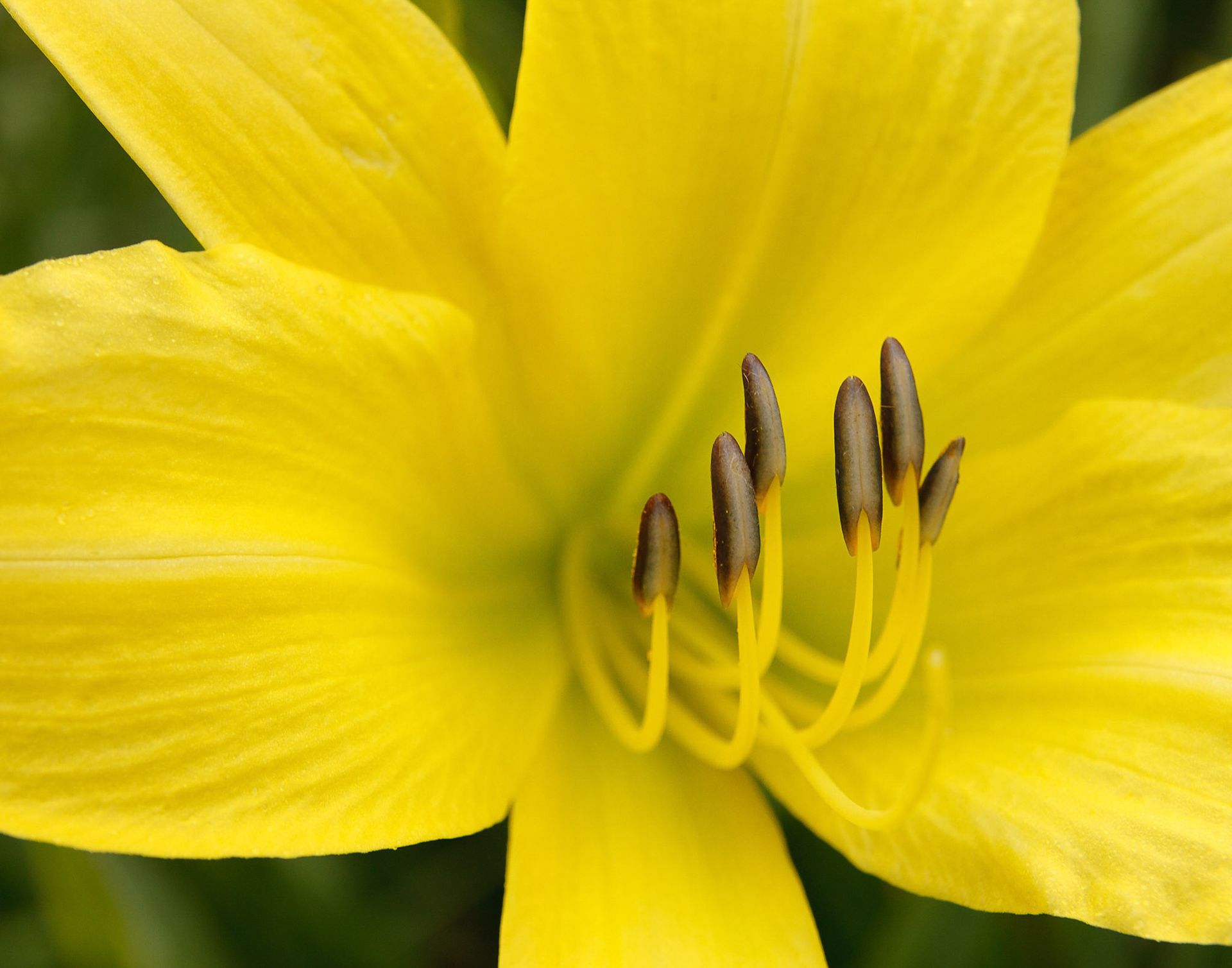 Lily
