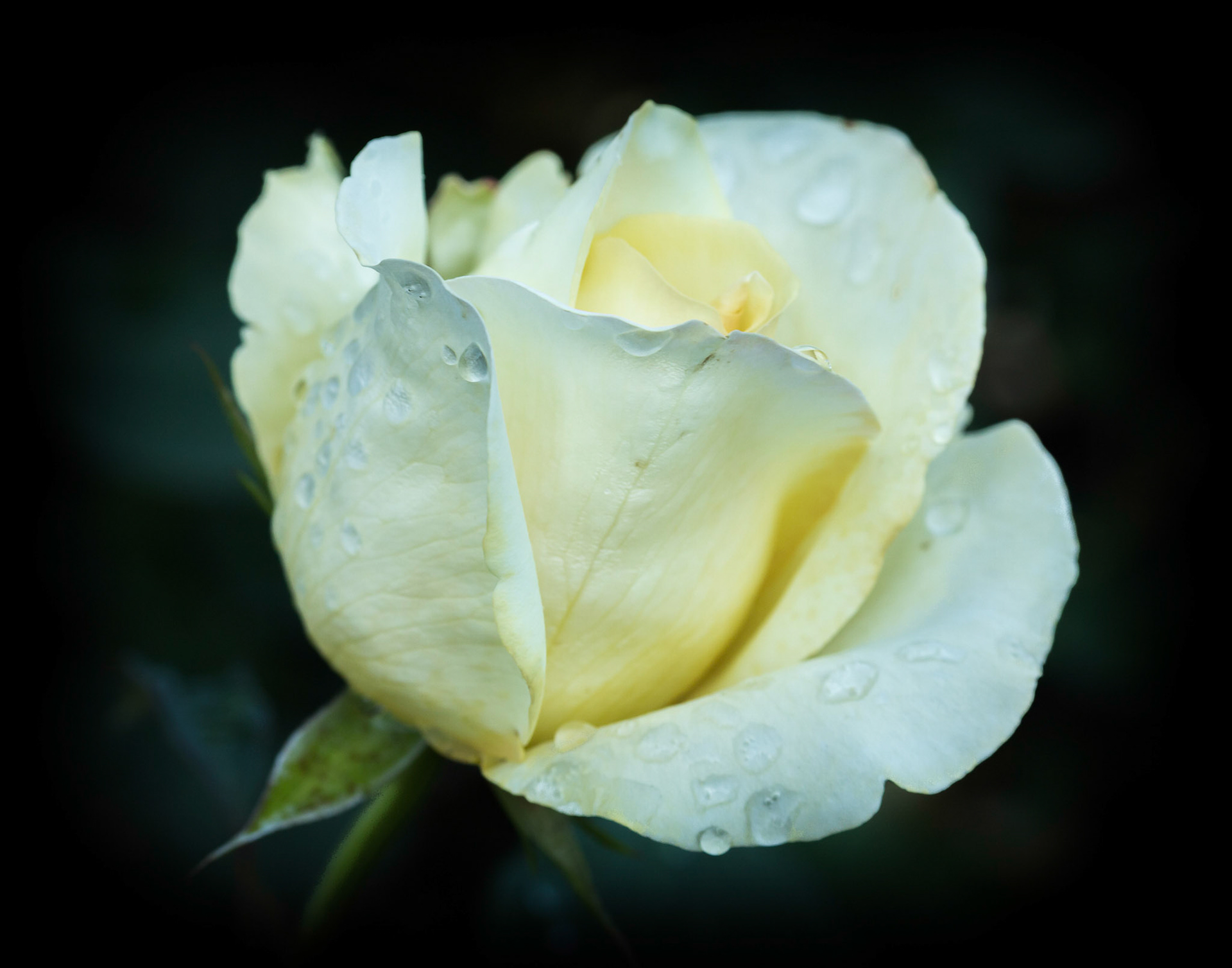 White Rose