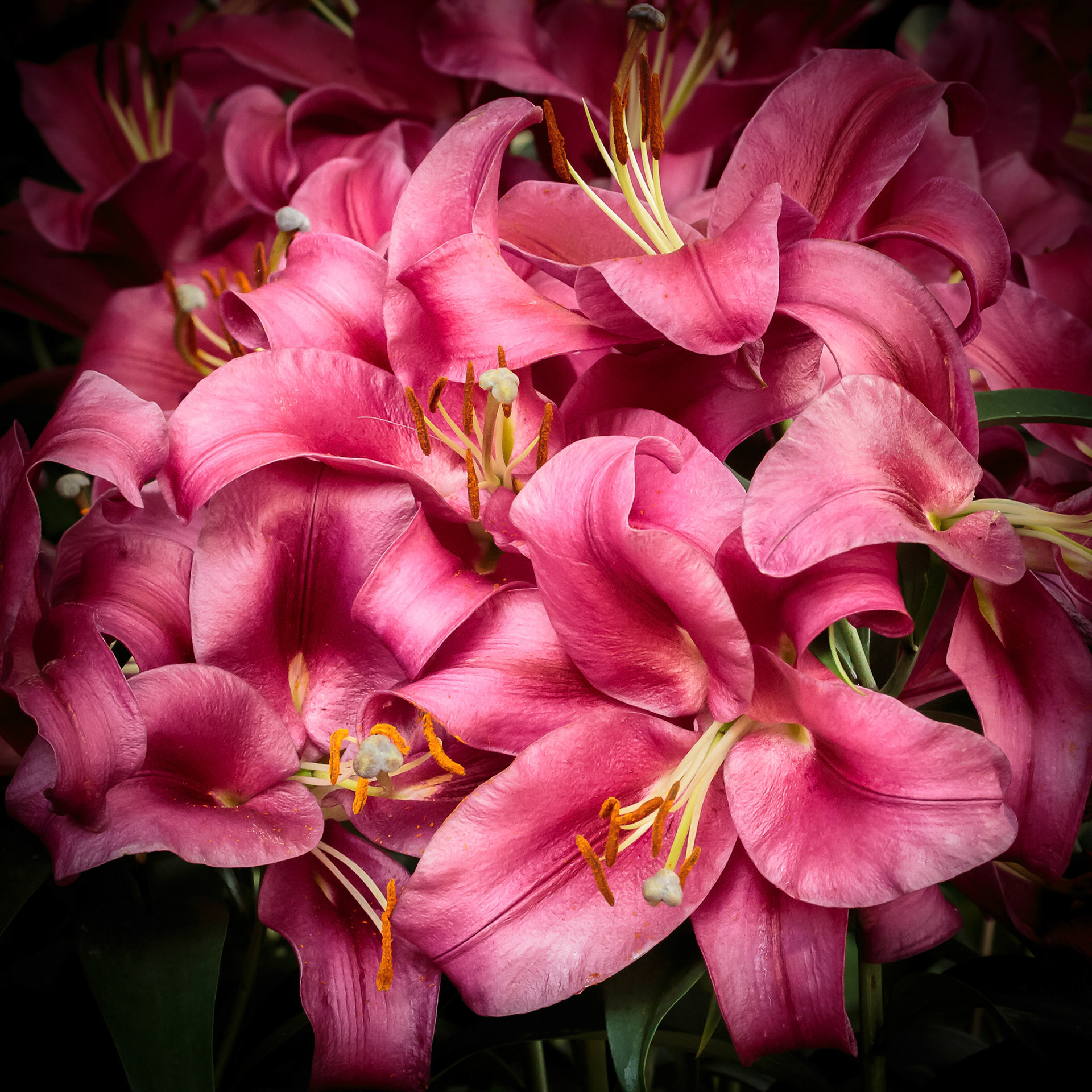 Bouquet of Daylilies