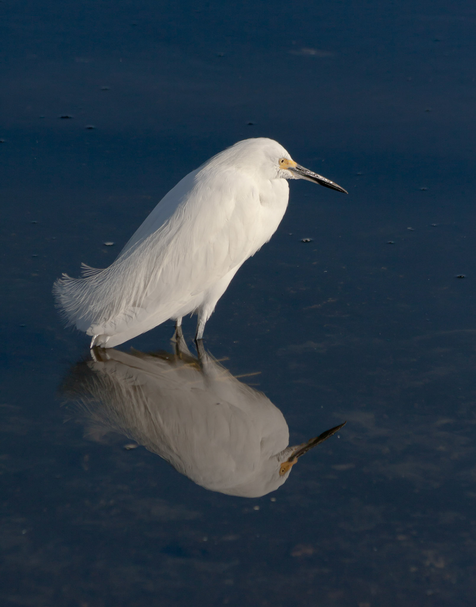 Snowy Egret