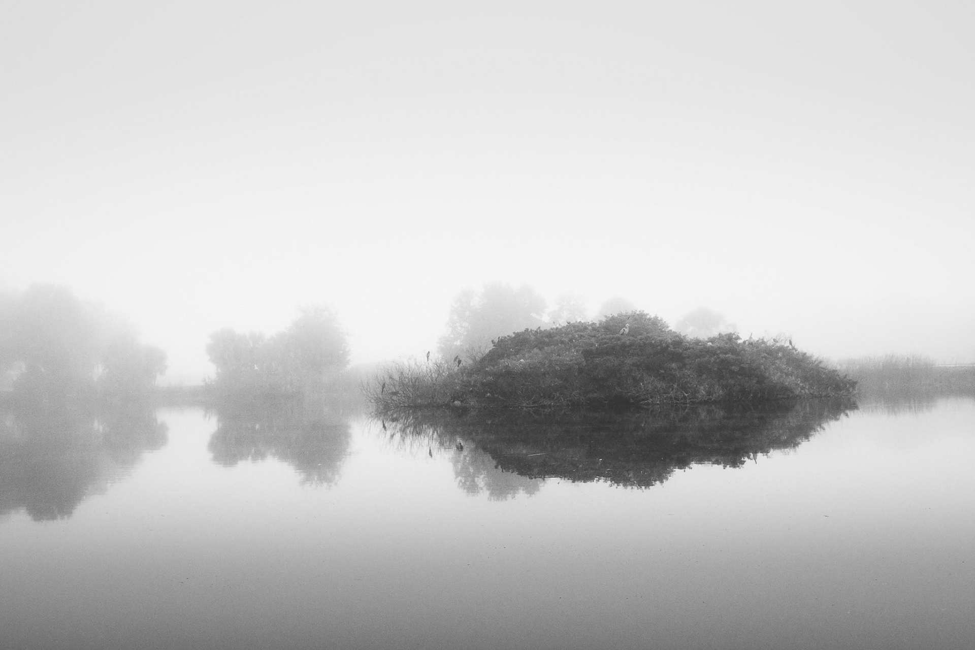 Venice Rookery in the Mist
