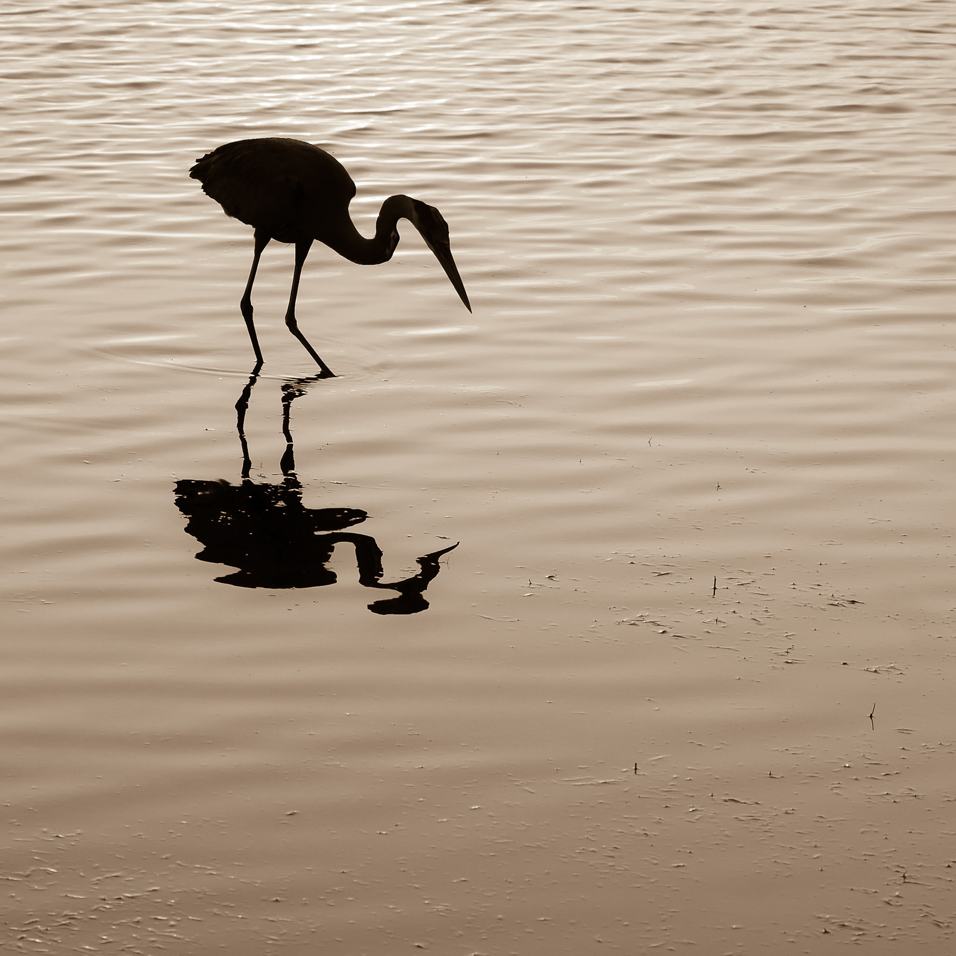 Searching for Breakfast - Great Blue Heron