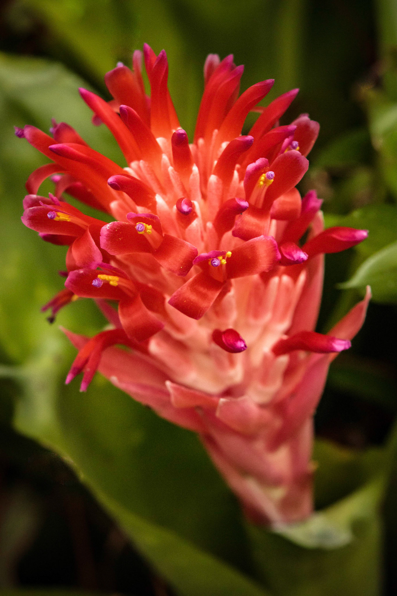 Bromeliad
