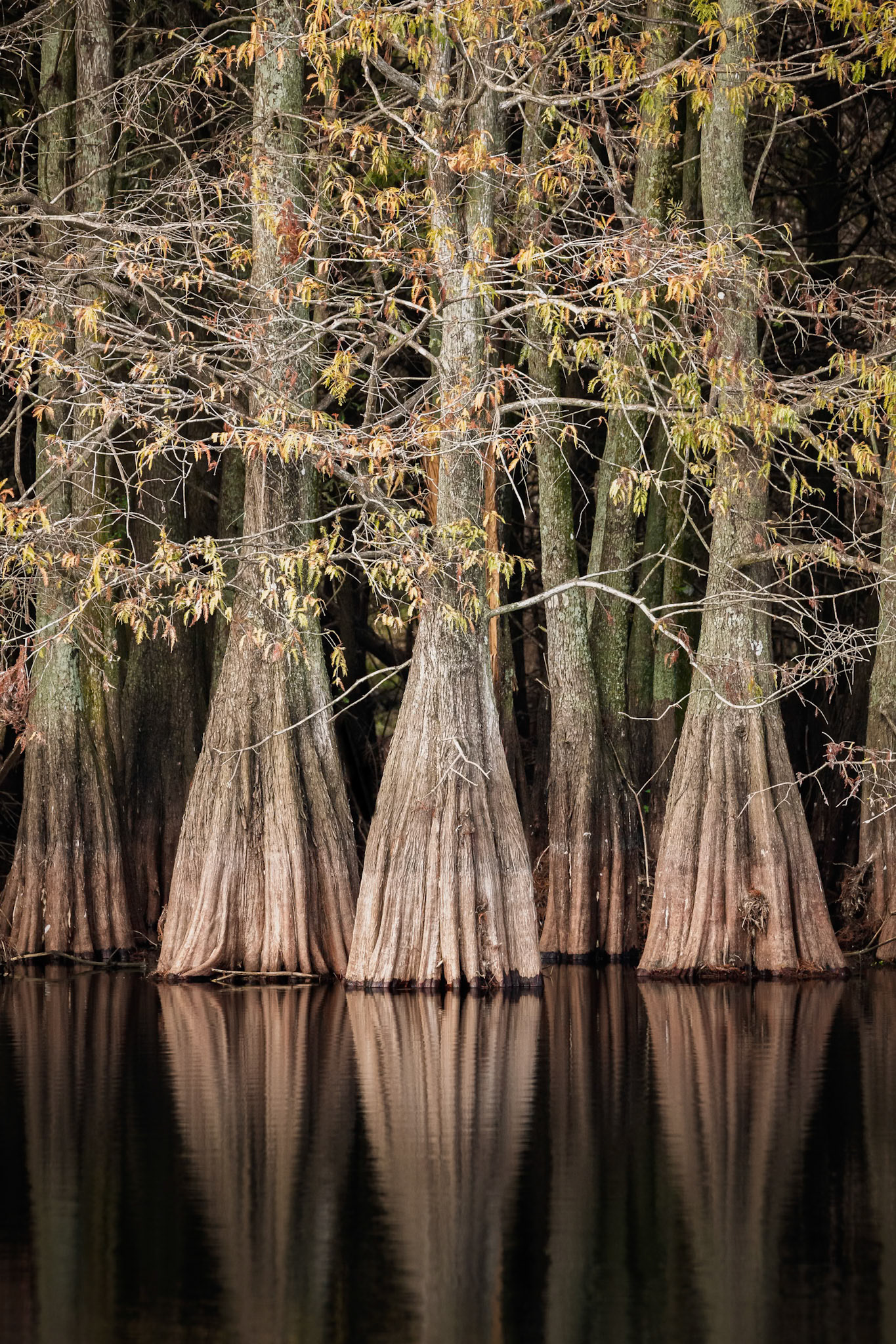 Cypress Trees Reflecting