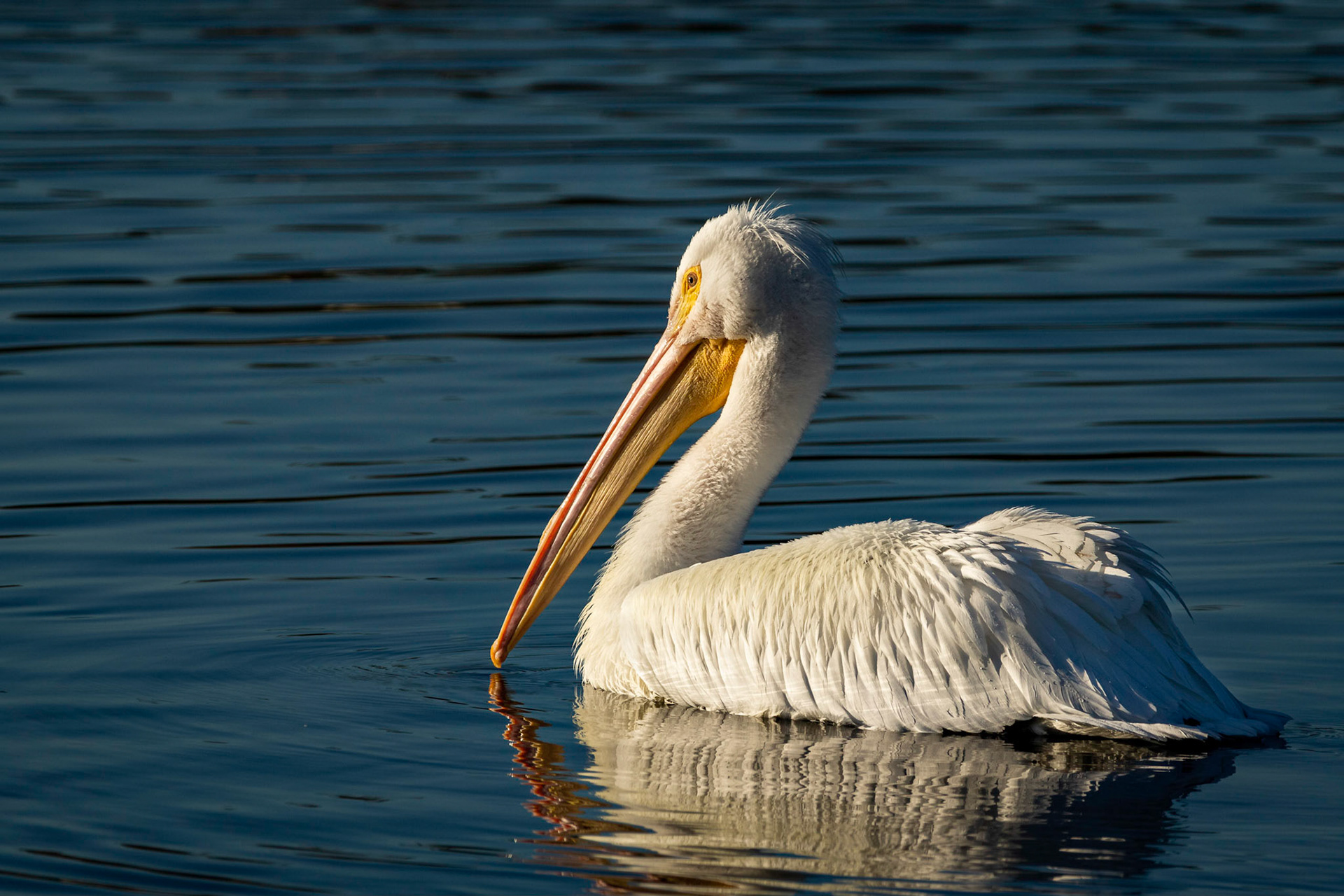 White Pelican Cruising