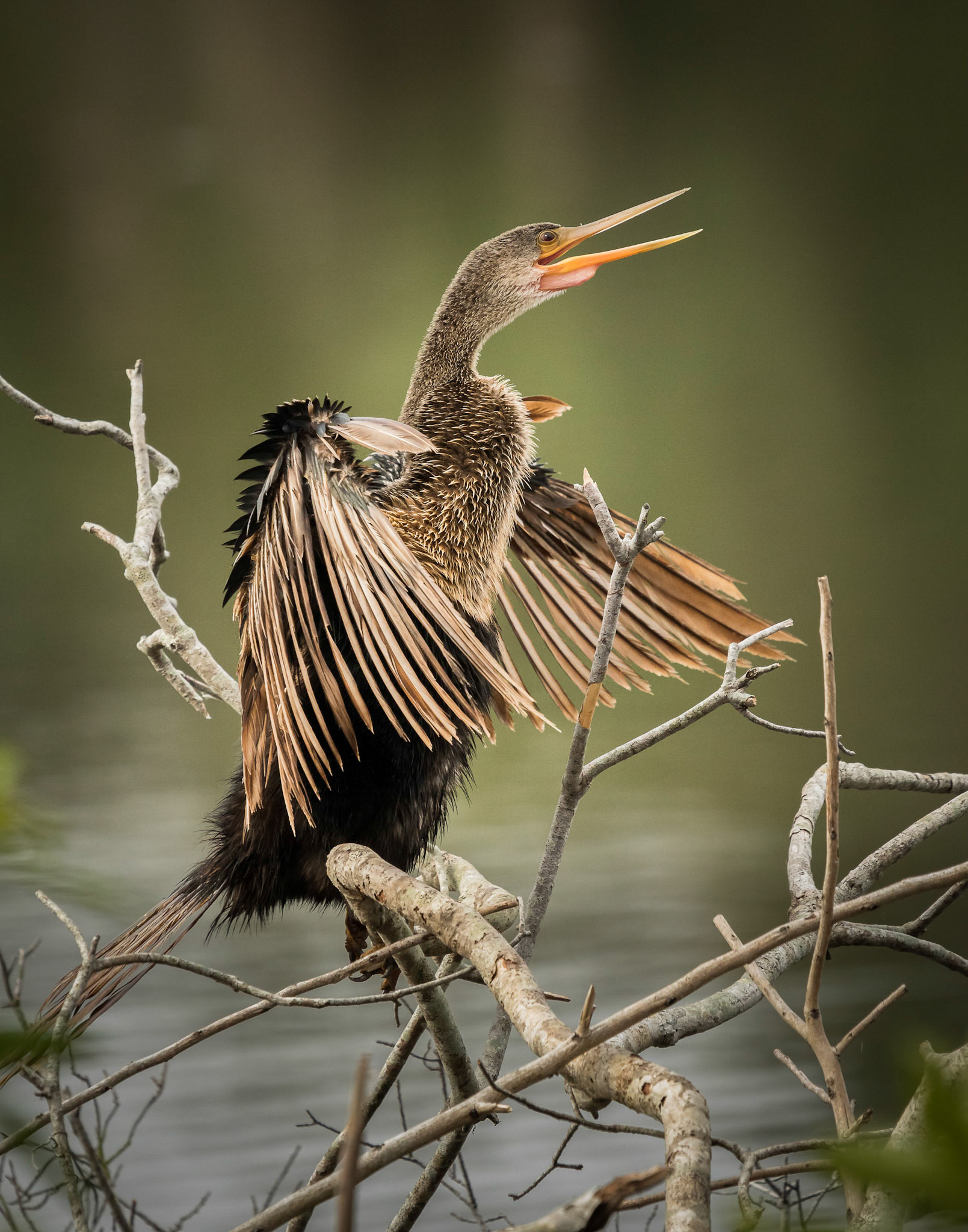 Drying Off - Anhinga