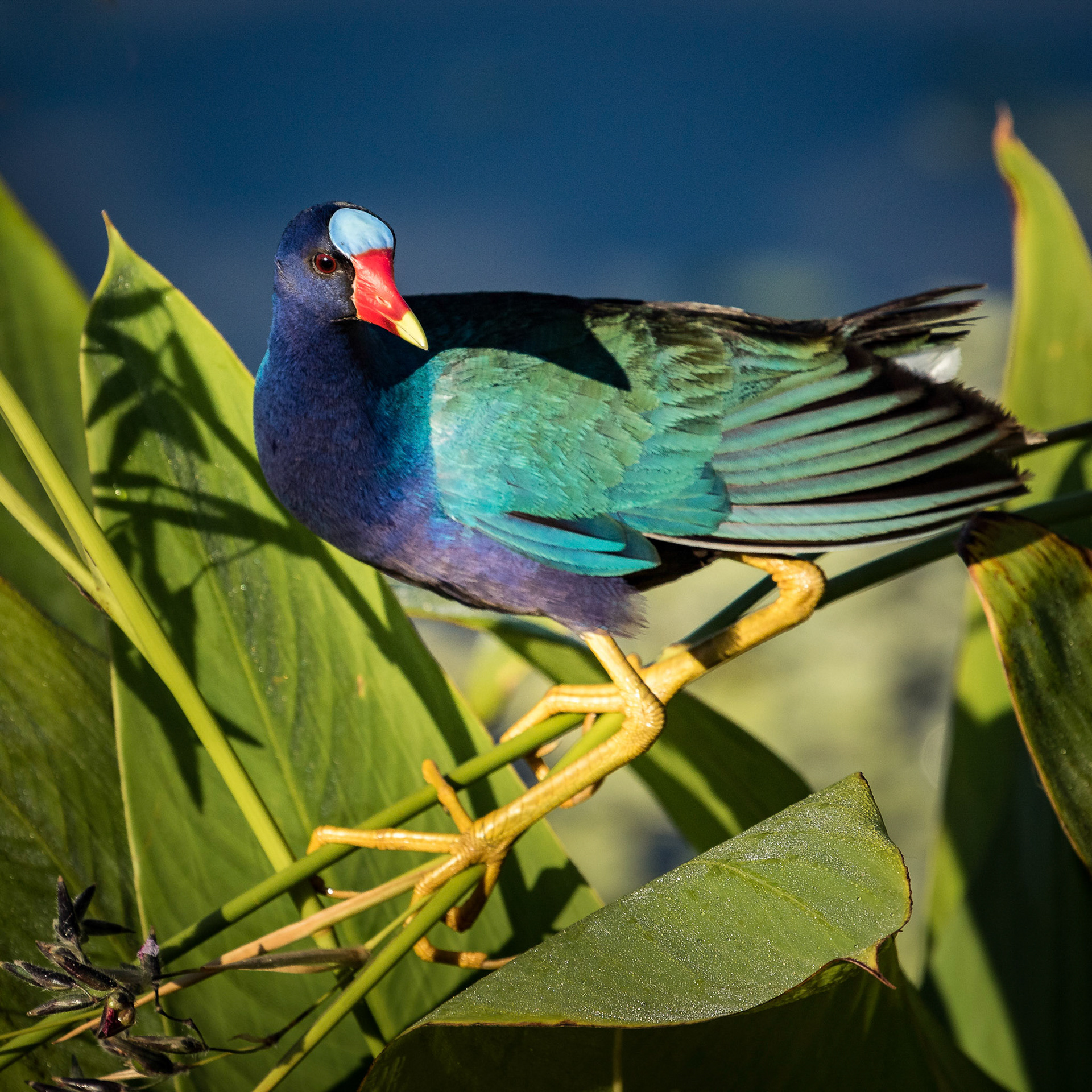 Purple Gallinule