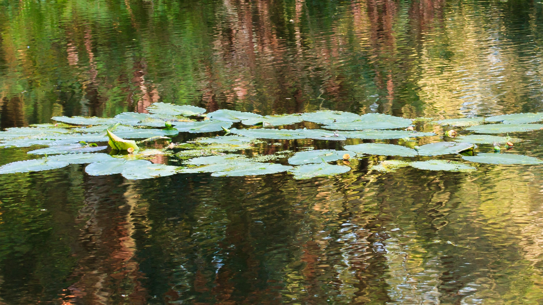 Lily Pads/Reflecting Waters - St. Petersburg, FL