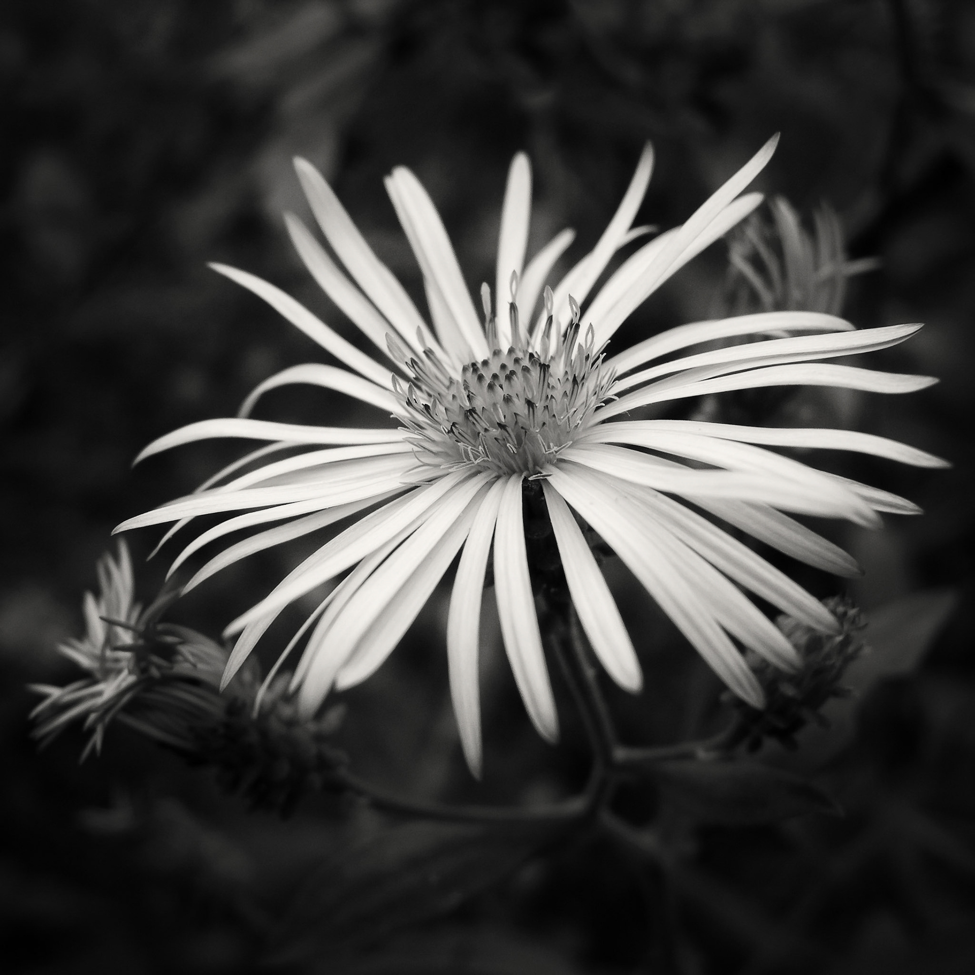 Wild Flower