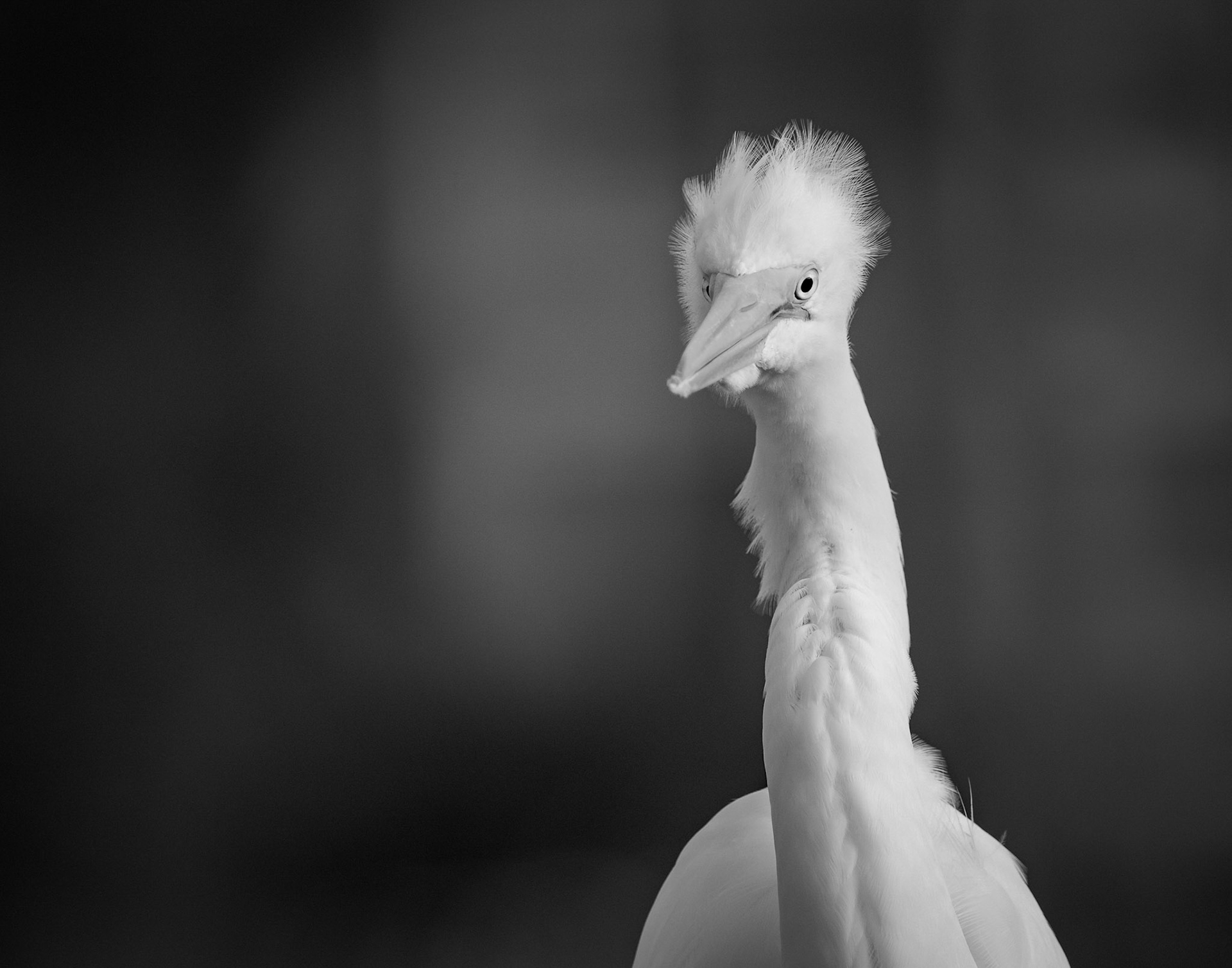 Wild-eyed Great Egret in Black and White