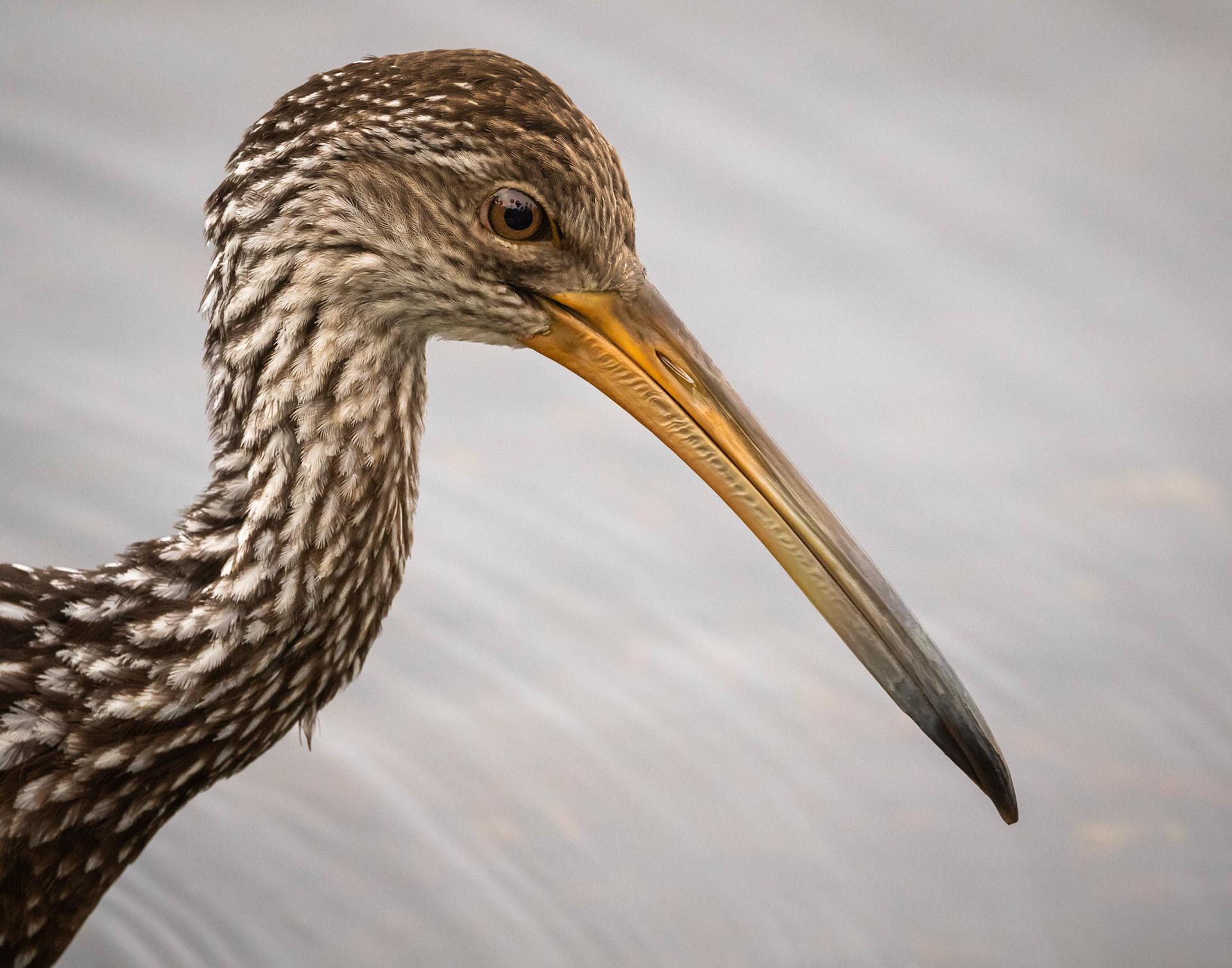 Limpkin Portrait
