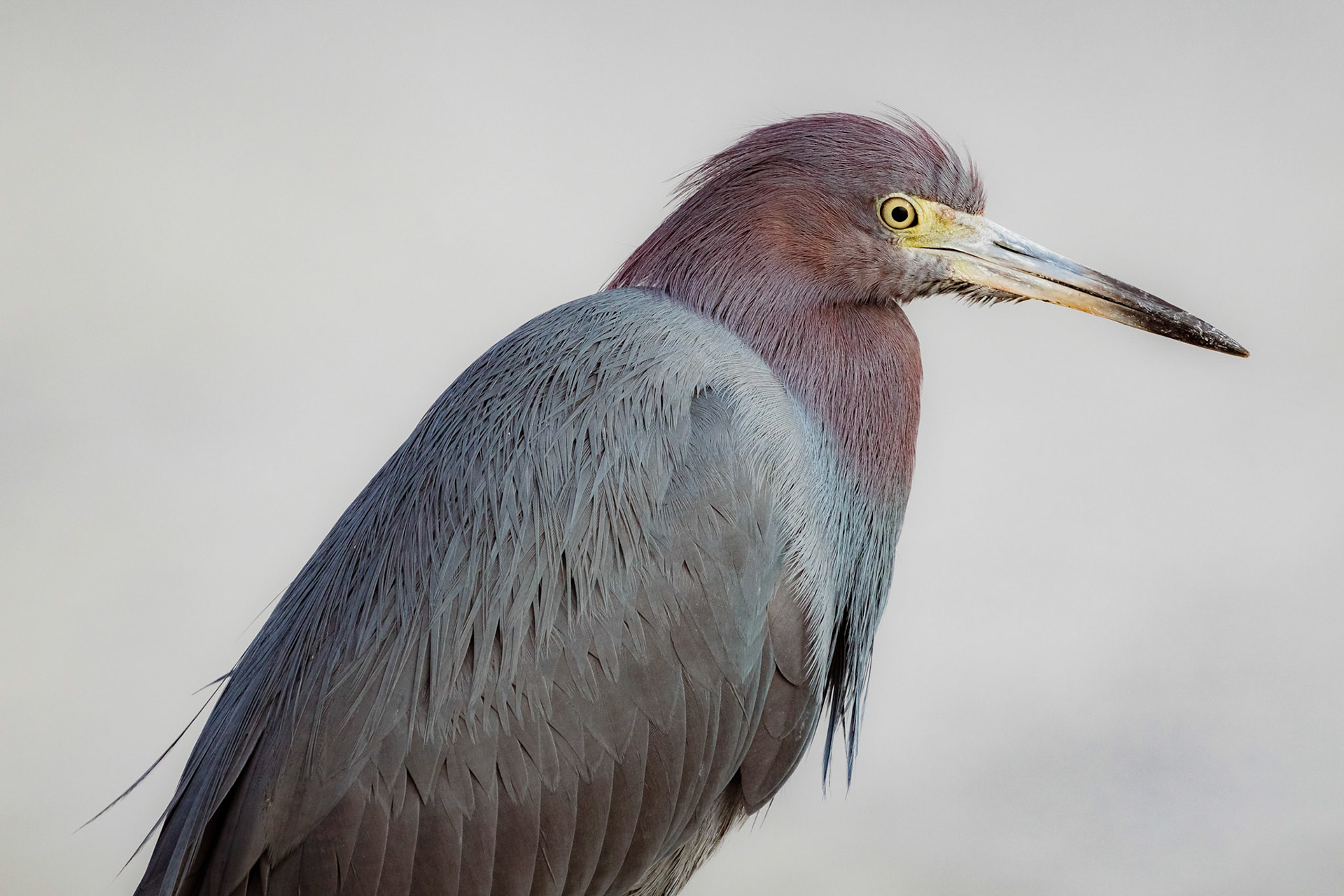 Little Blue Heron