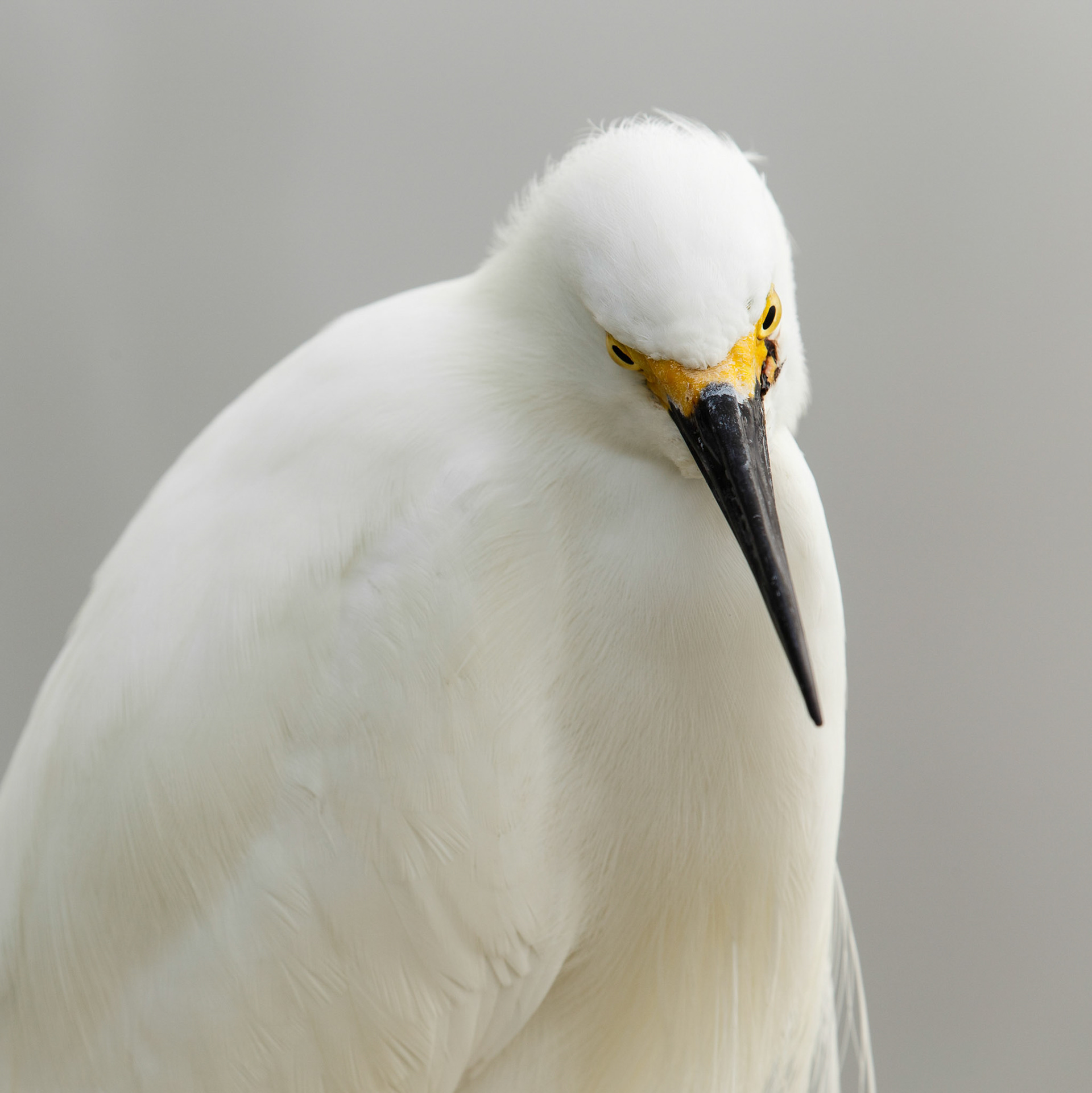 Snowy Egret #2
