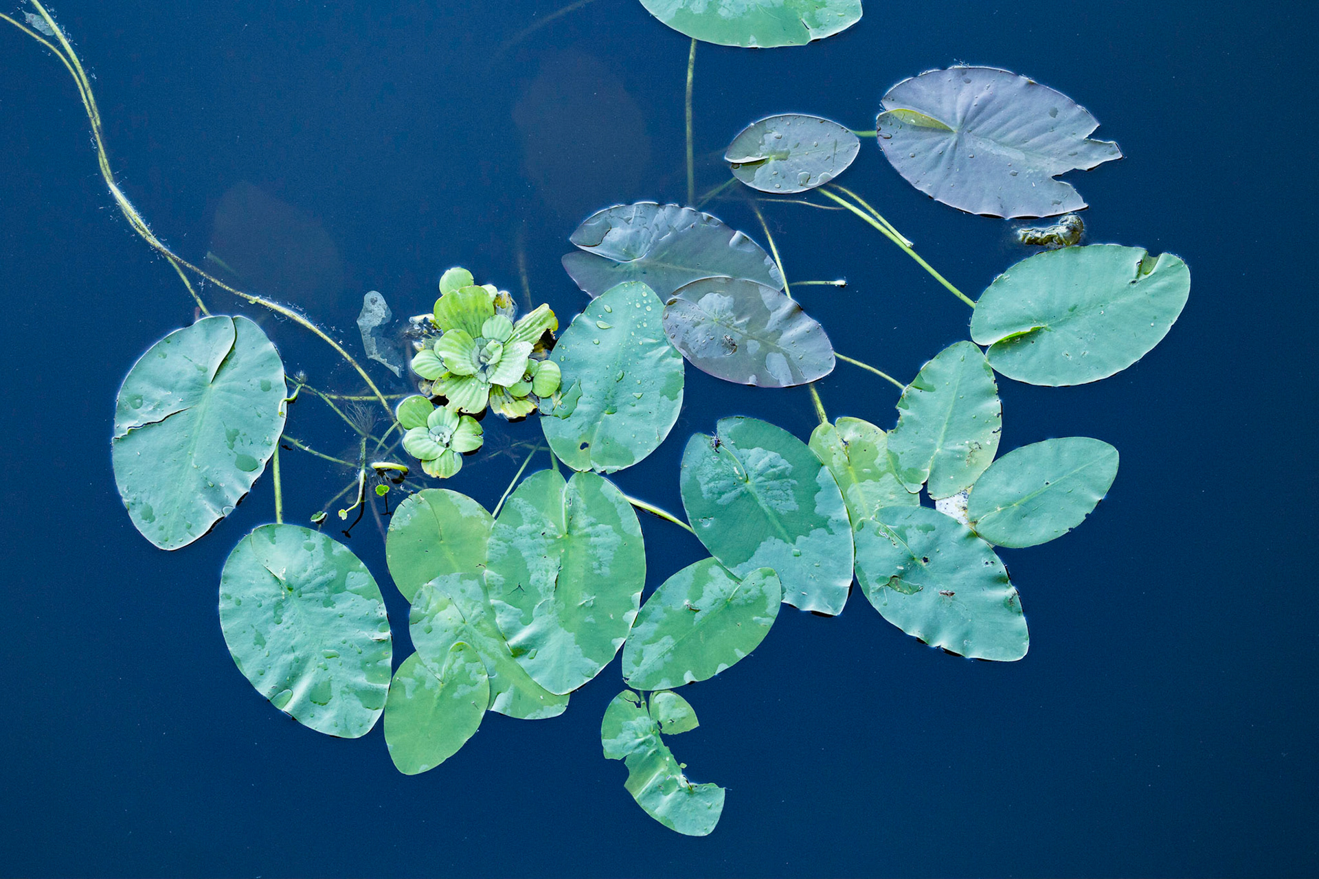 Lily Pad Pattern