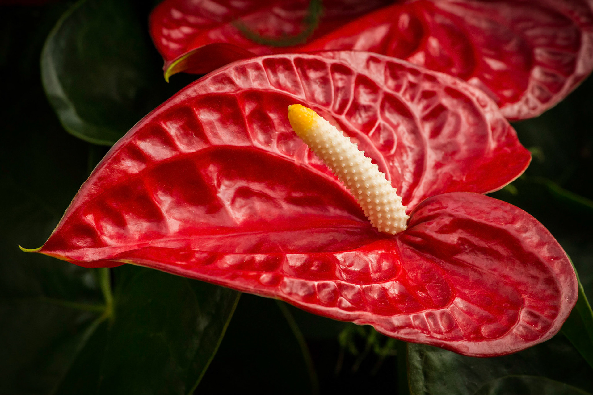 Red Anthurium