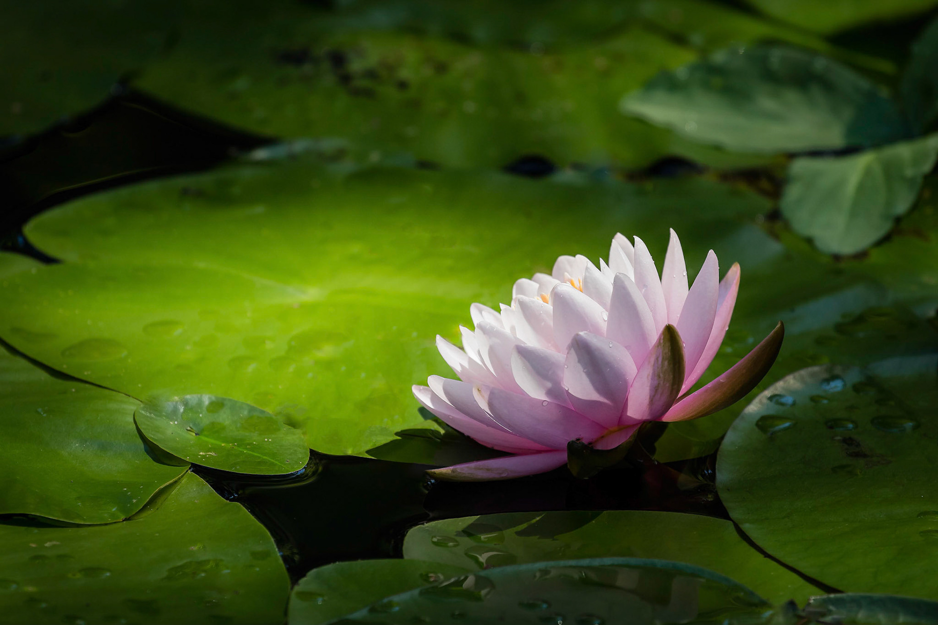 Glowing Water Lily