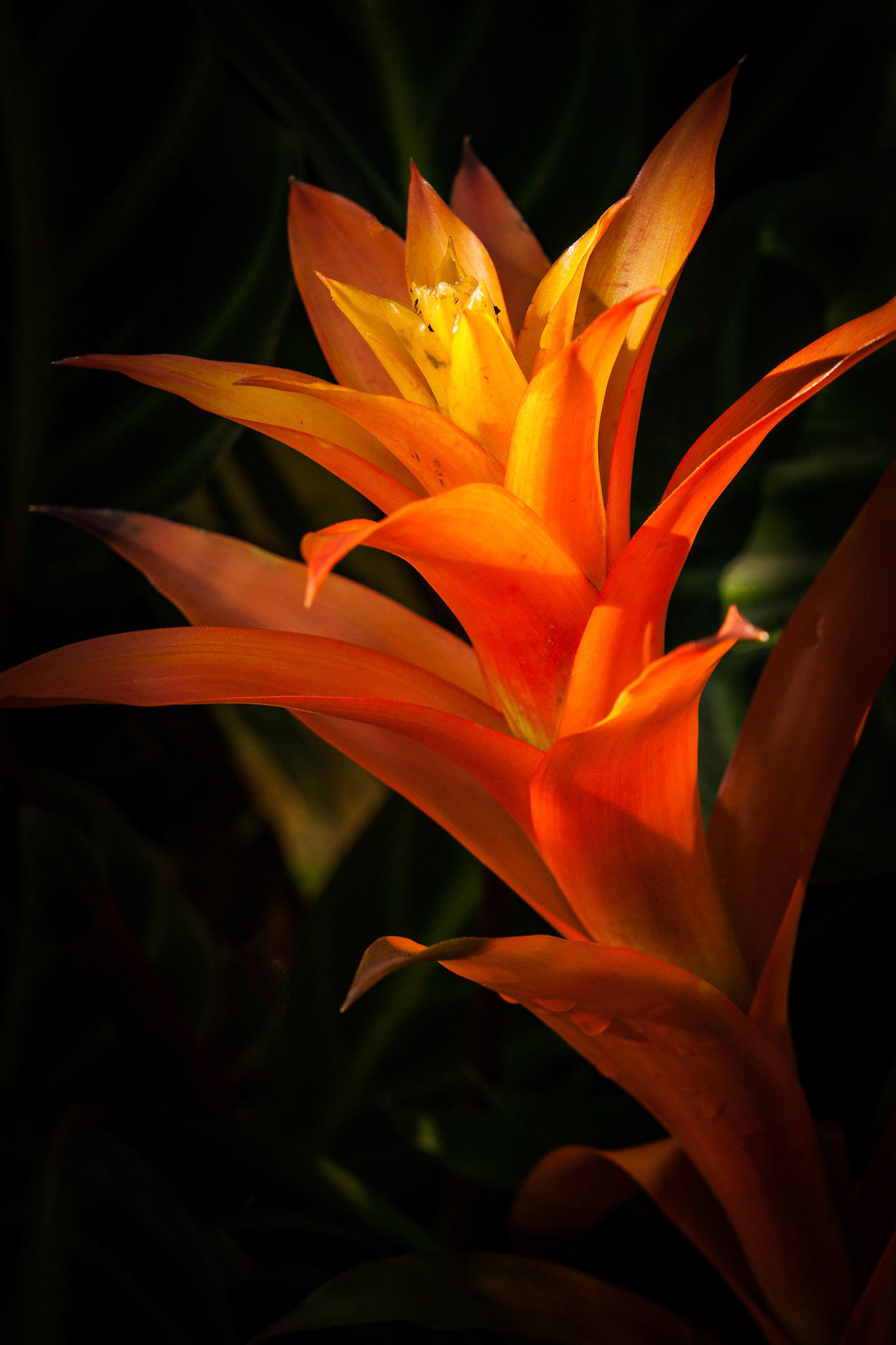 Sunlit Bromeliad
