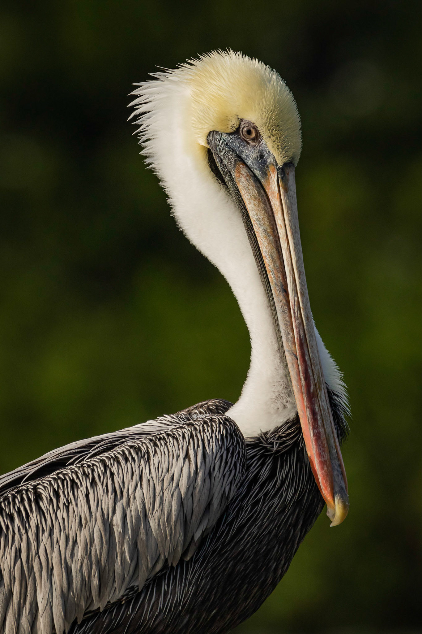 Brown Pelican Portrait