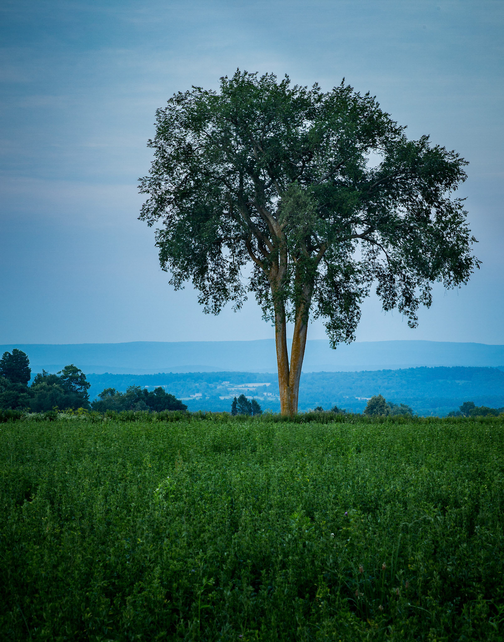 Lone Tree at Sunset - Egremont, MA