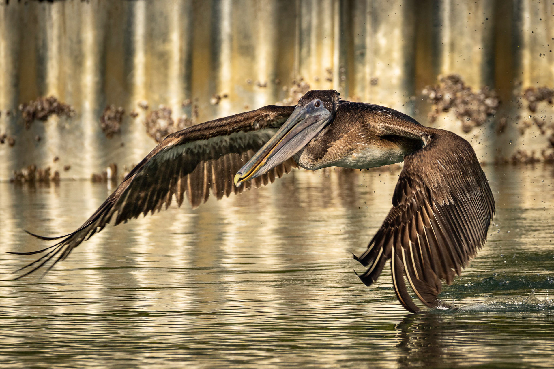 Brown Pelican Flying Low