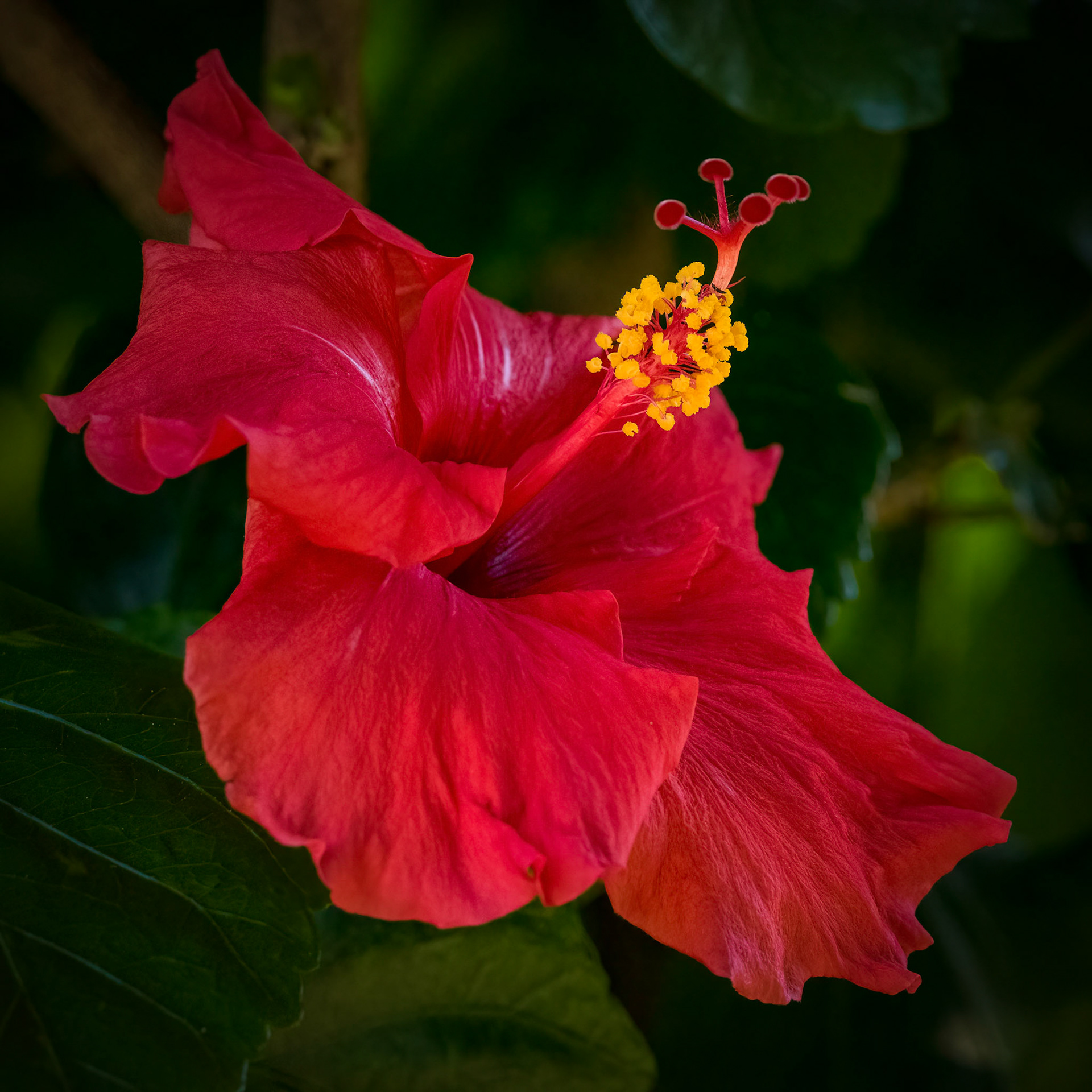 Red Hibiscus