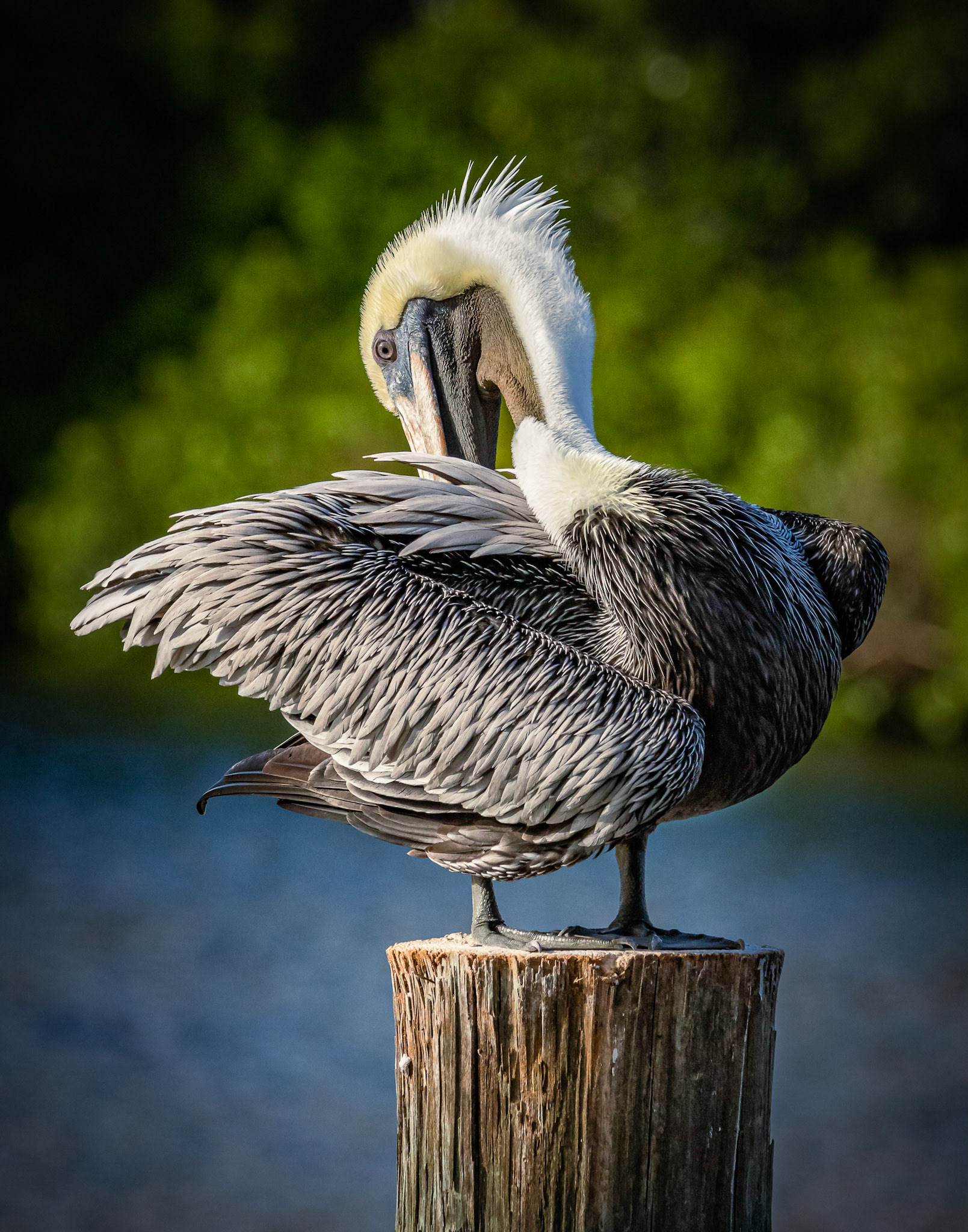 Brown Pelican Preening